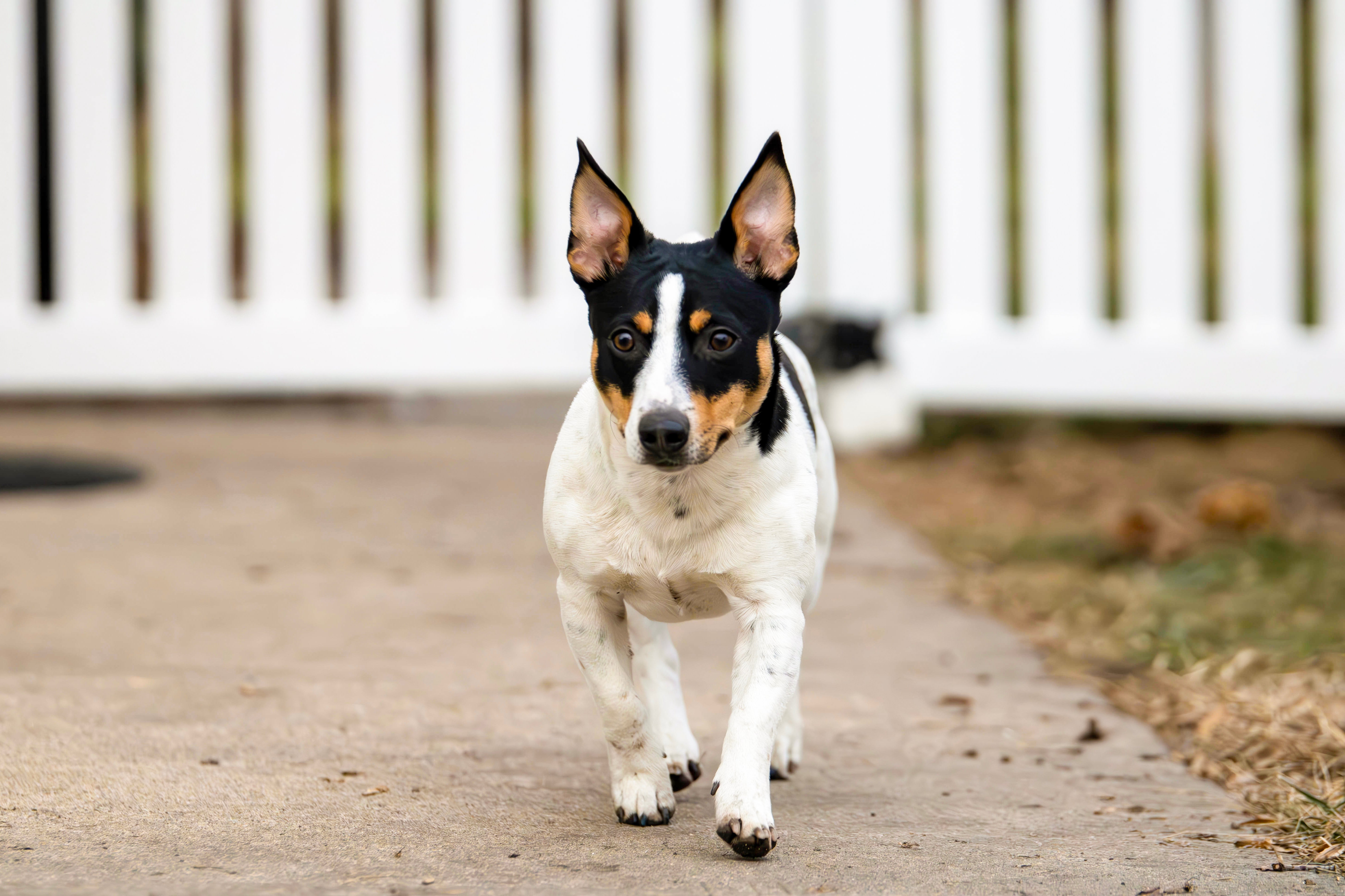 The Teddy Roosevelt Terrier, named for President Theodore Roosevelt's affection for dogs