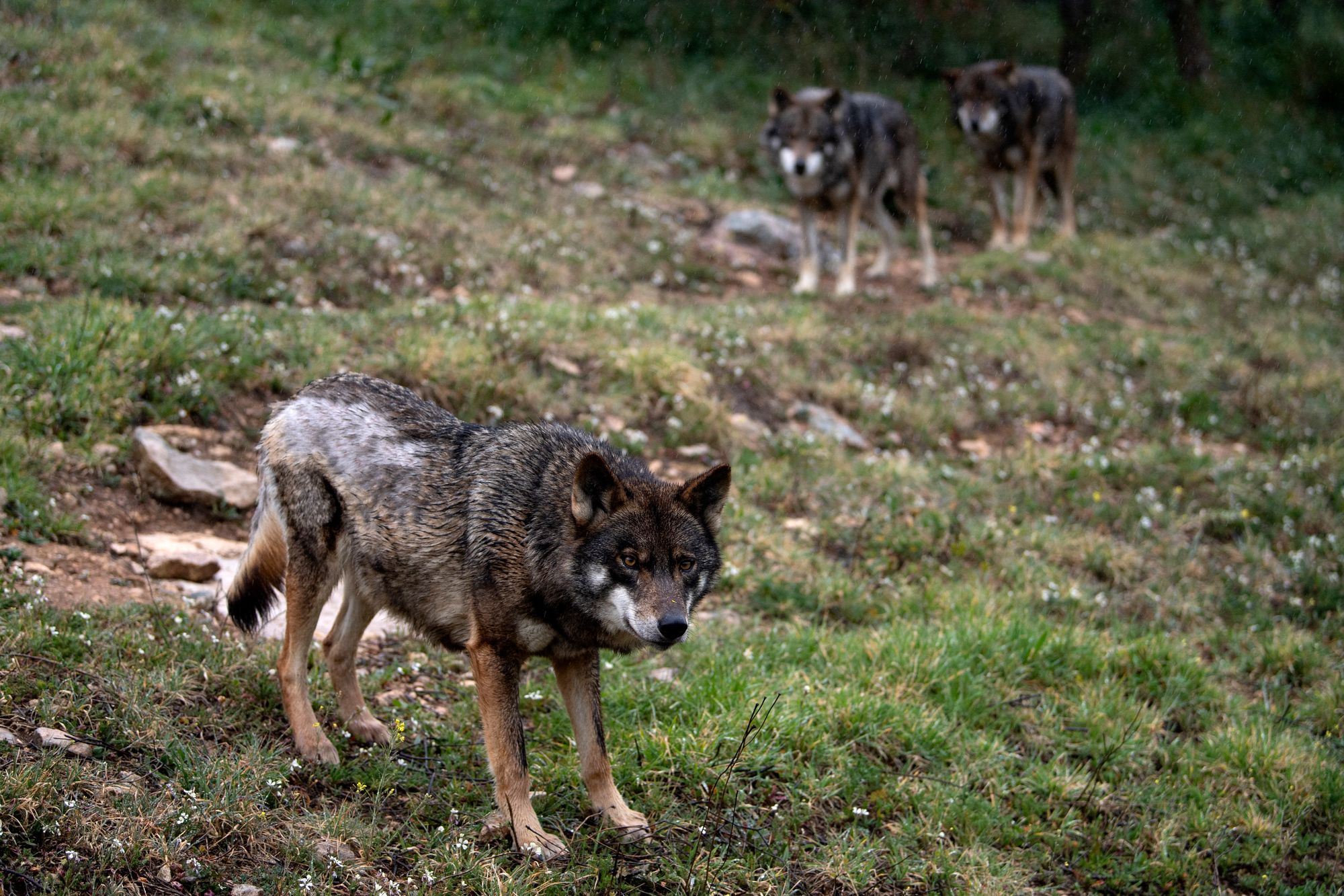 <p>Iberian wolves roam inside an enclosure at the Lobo Park in Antequera near Malaga</p>