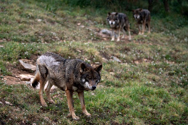 <p>Iberian wolves roam inside an enclosure at the Lobo Park in Antequera near Malaga</p>