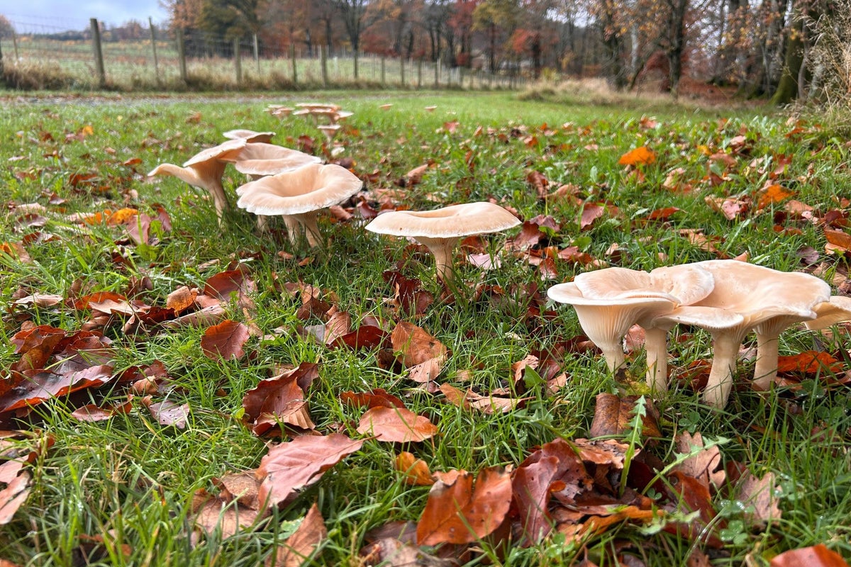 How fungi ‘superpowers’ from mushroom pellets are restoring forests across the world