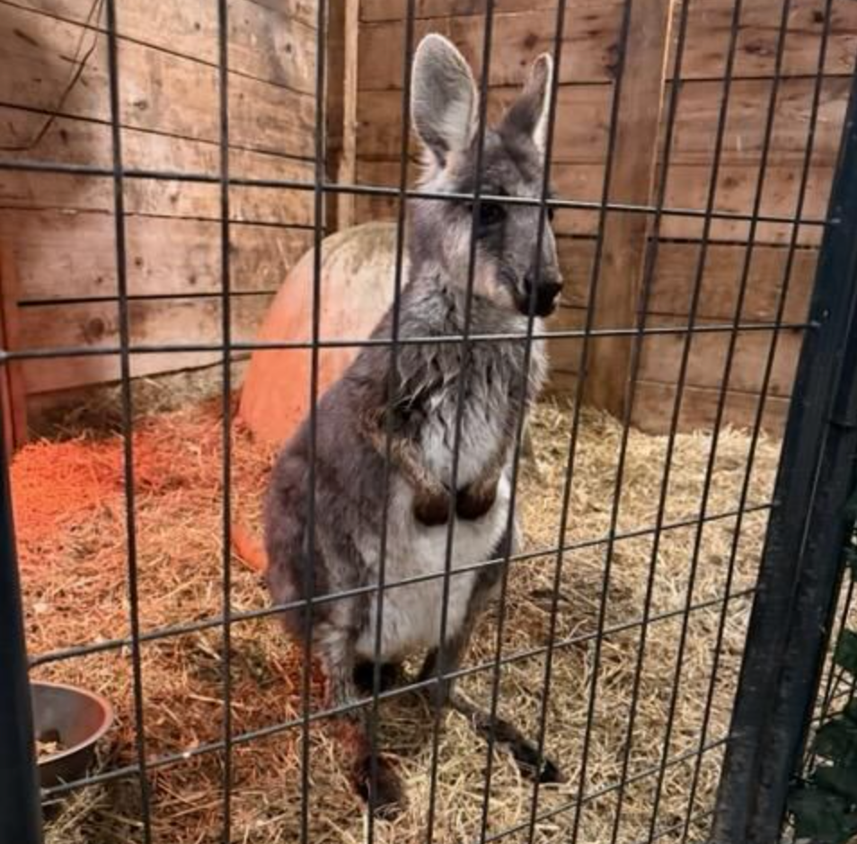 A wallaby that escaped from a New Jersey animal sanctuary and went on the run has been returned home after being found outside a local Walmart