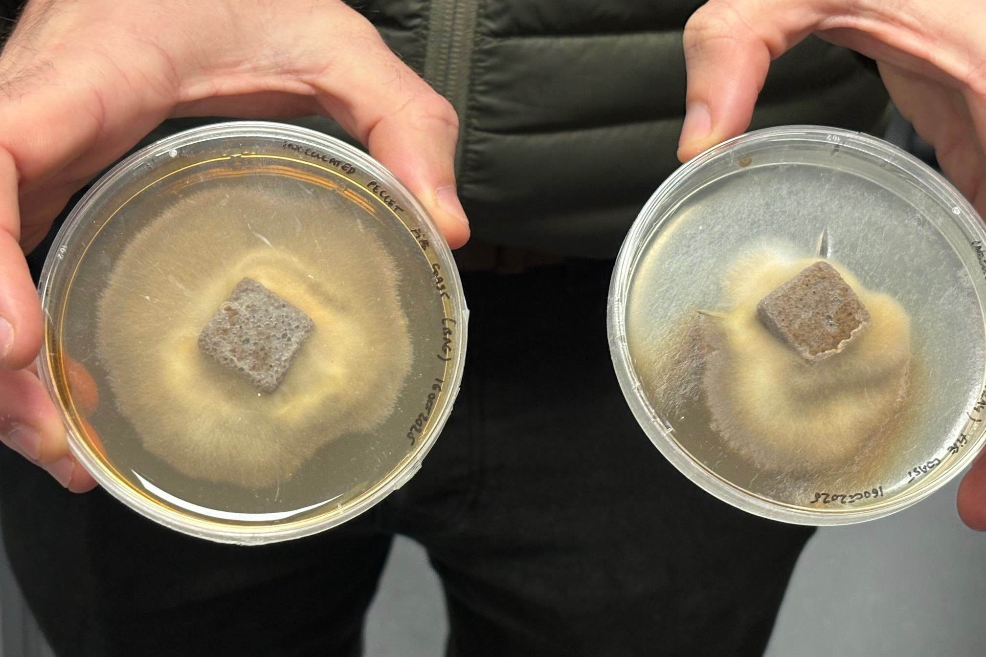 Examples of the pellets spreading fungi (Neil Pooran/PA)