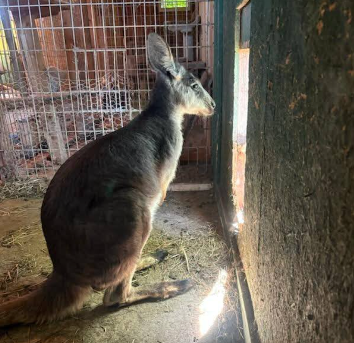 The audacious marsupial, named Rex, escaped from a barn at the Lots of Love Farm in Williamstown Monday night after a gate was left unlatched