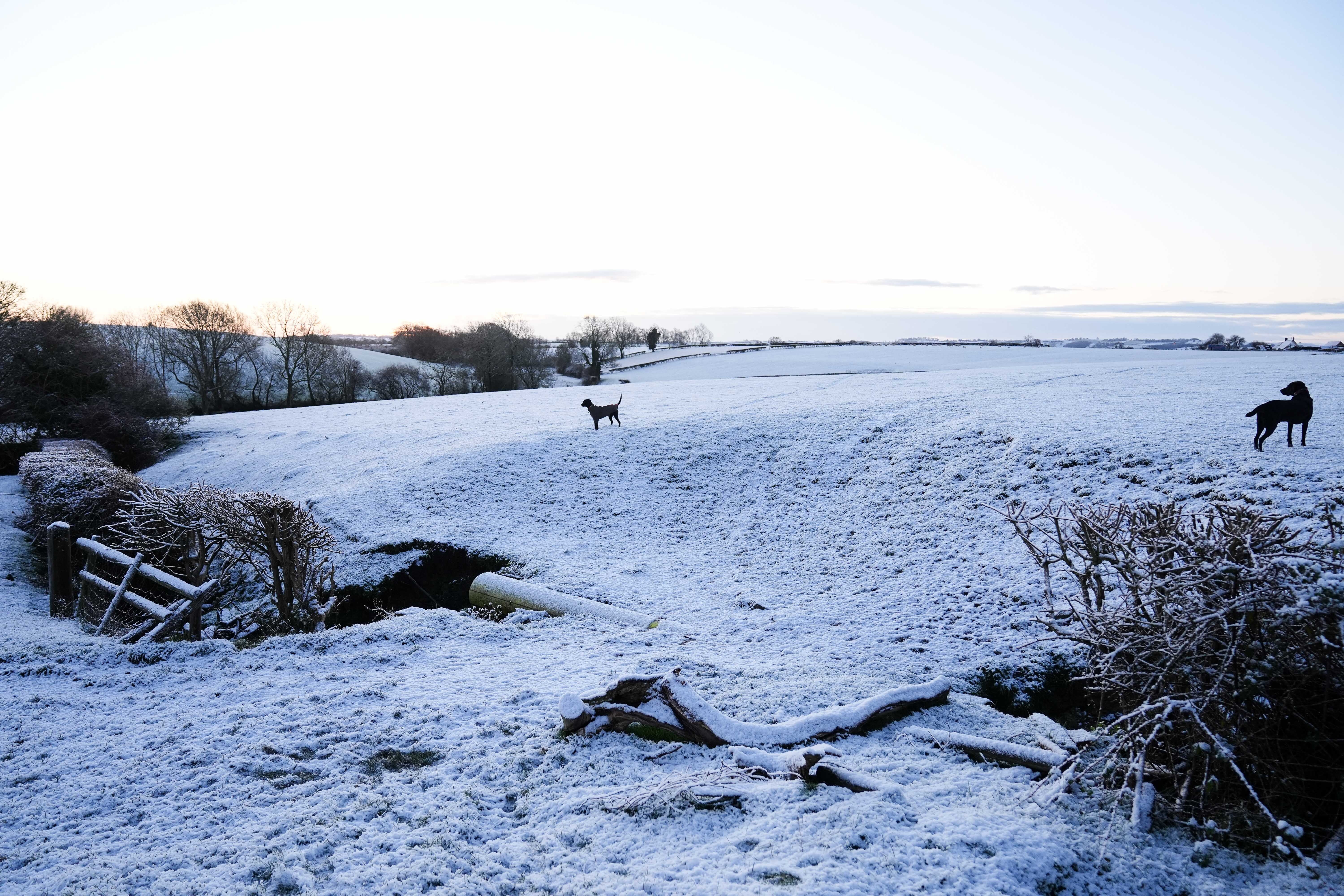<p>Dogs on snow-covered fields in the village of Bishop’s Itchington in Warwickshire (Jacob King/PA)</p>
