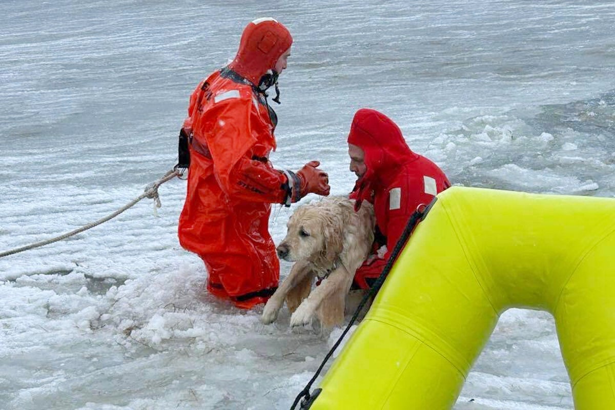 Rhode Island firefighters rescue a yellow Lab from an icy pond on New Year's Day