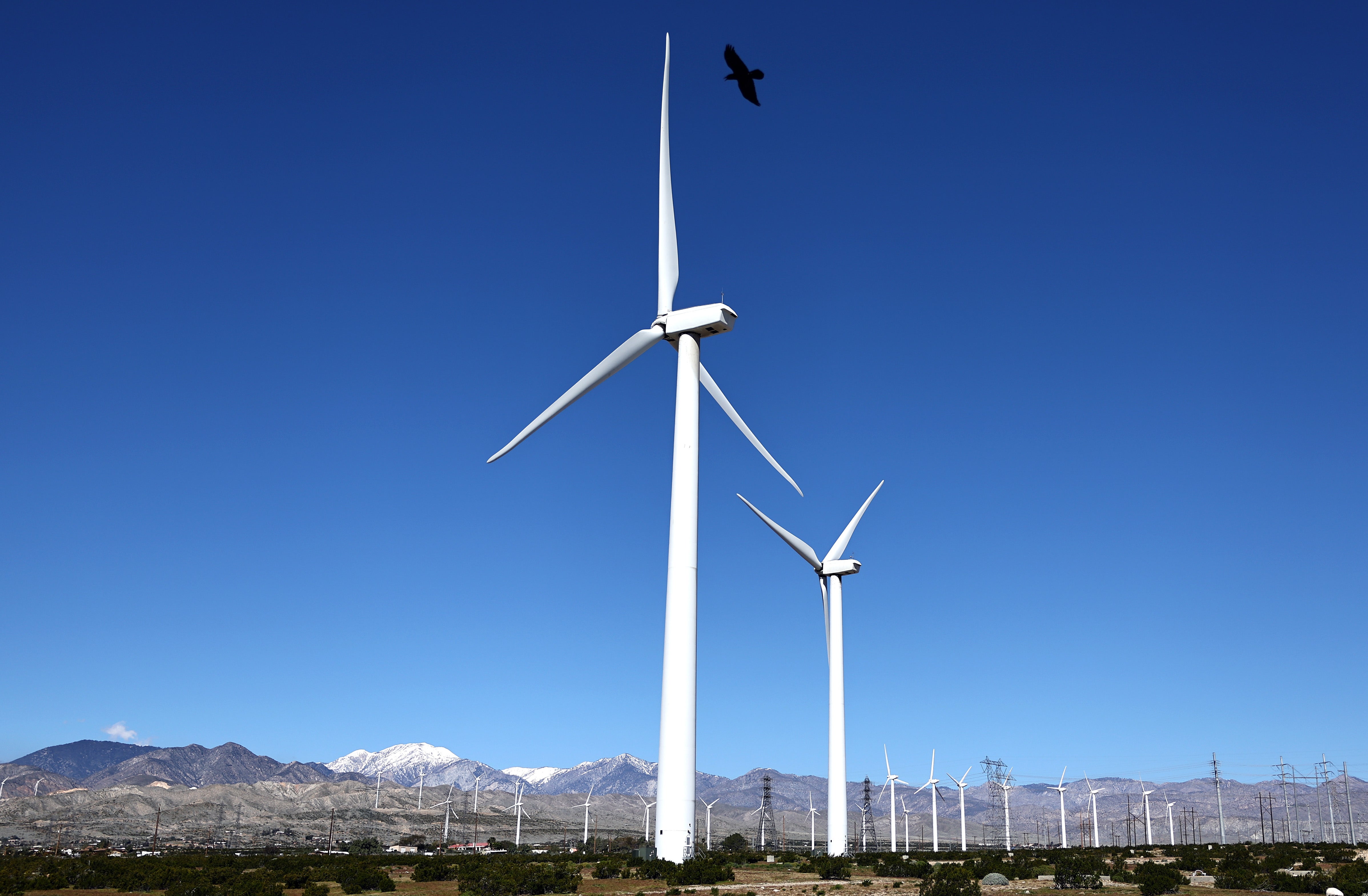 Studies from 2013 and 2014 found anywhere from 140,000 to 679,000 birds are killed by wind turbines in the U.S. annually