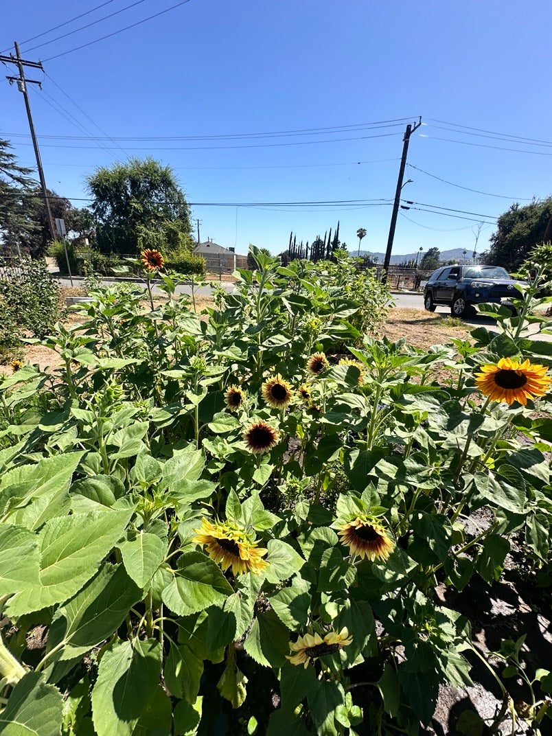 Los Angeles Wildfires Sunflowers