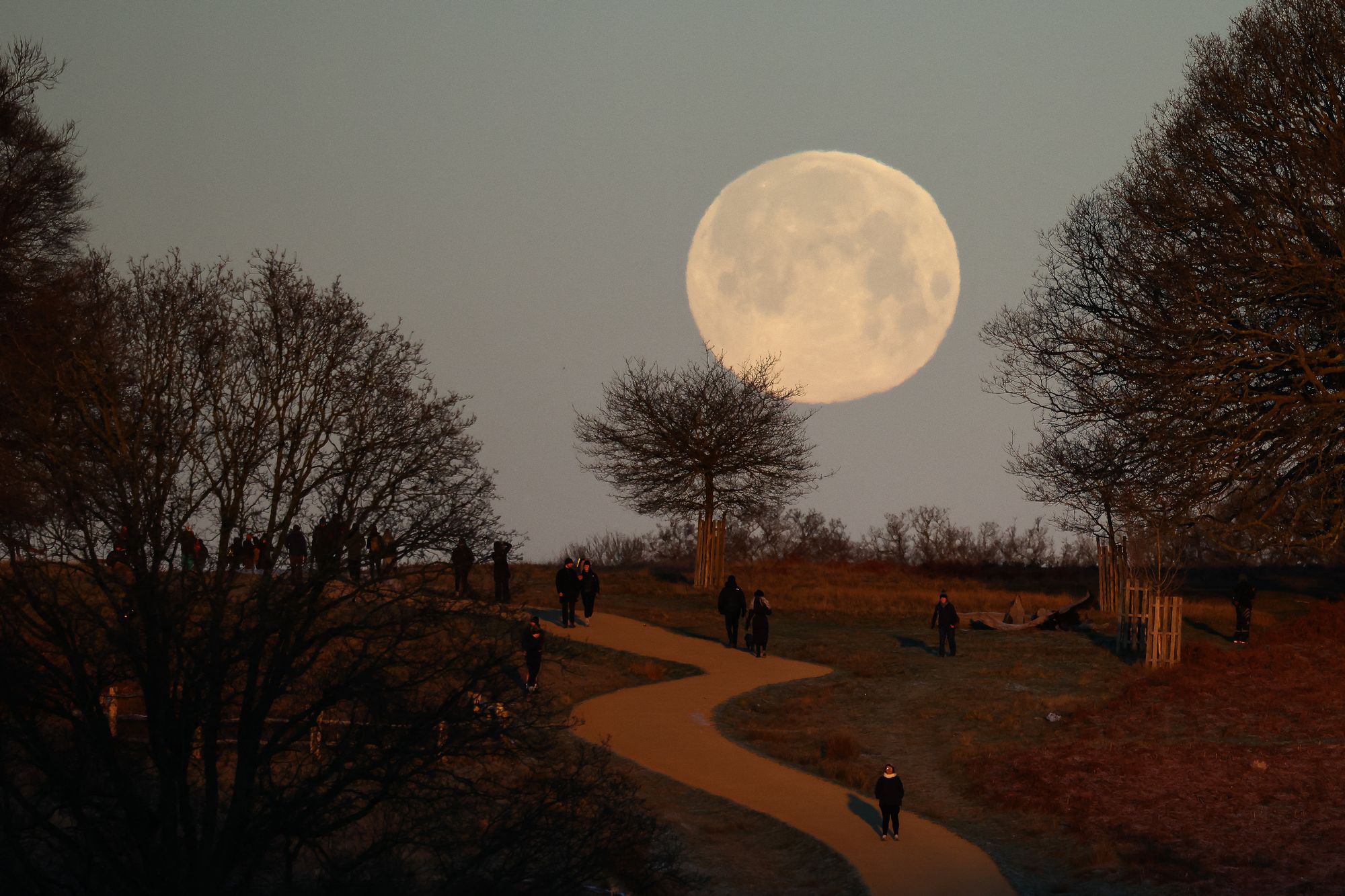 <p>The Wolf supermoon sets in Richmond Park, London</p>