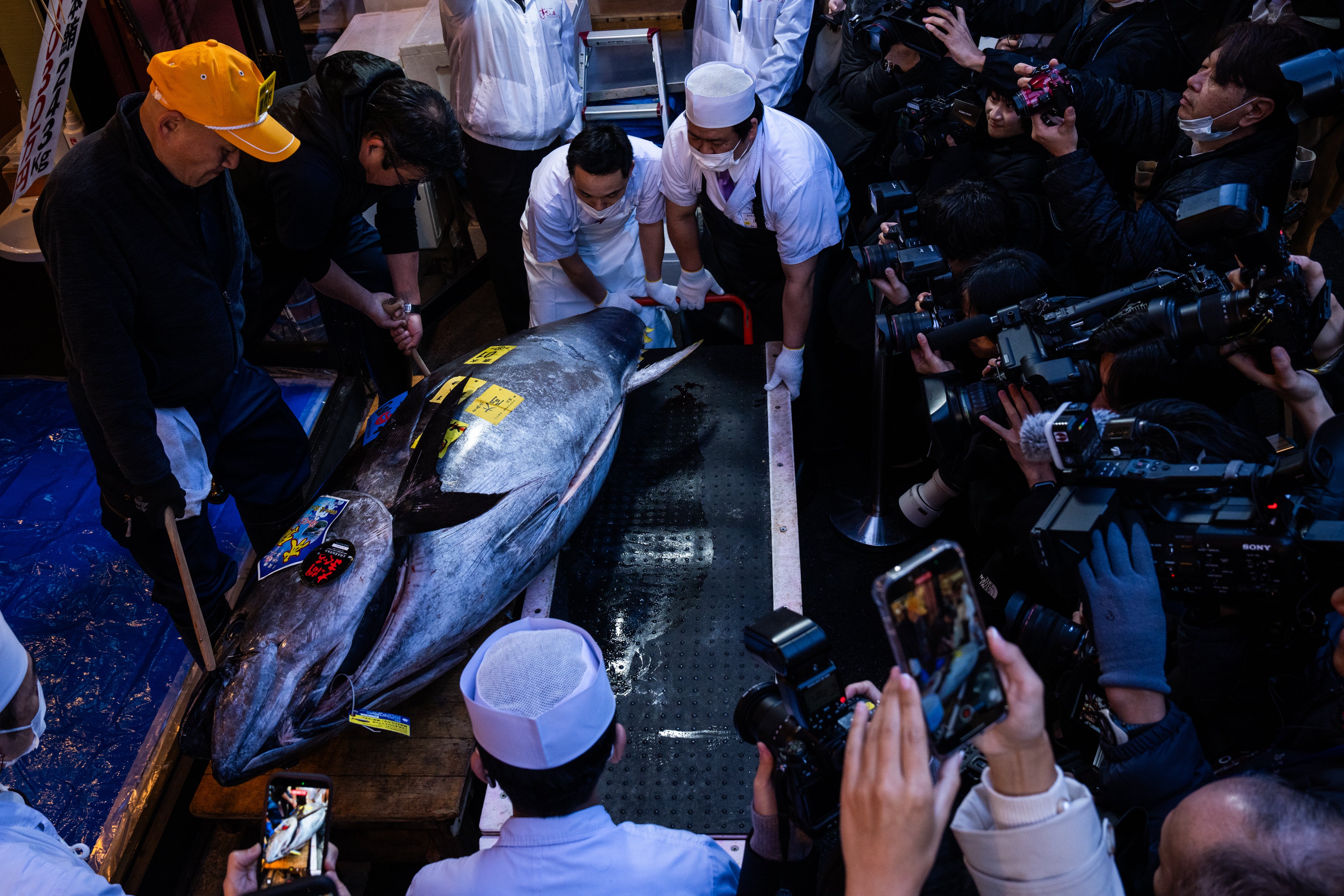 APTOPIX Japan Tuna Auction