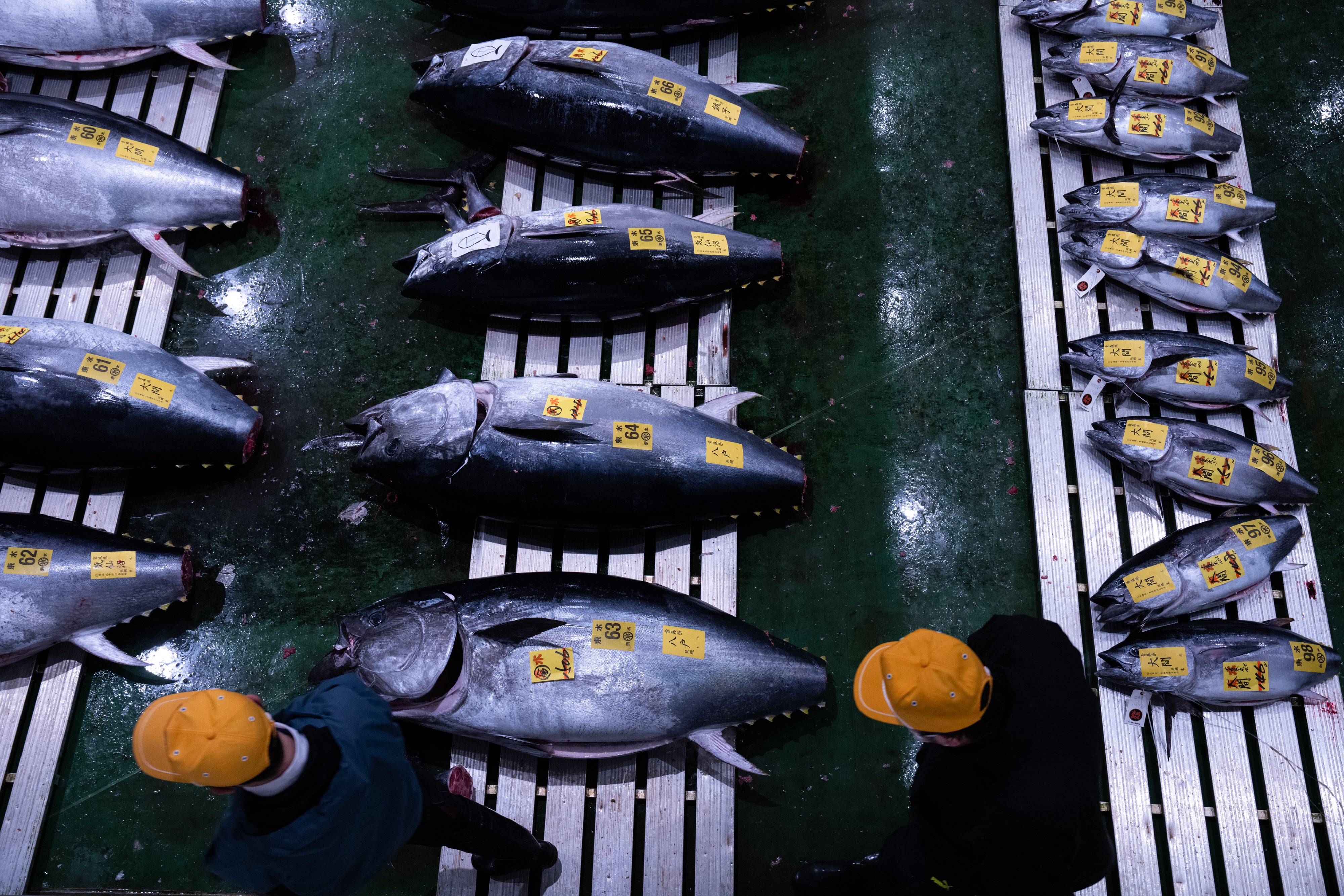 Wholesalers inspect bluefin tuna at the New Year's tuna auction at Toyosu fish market
