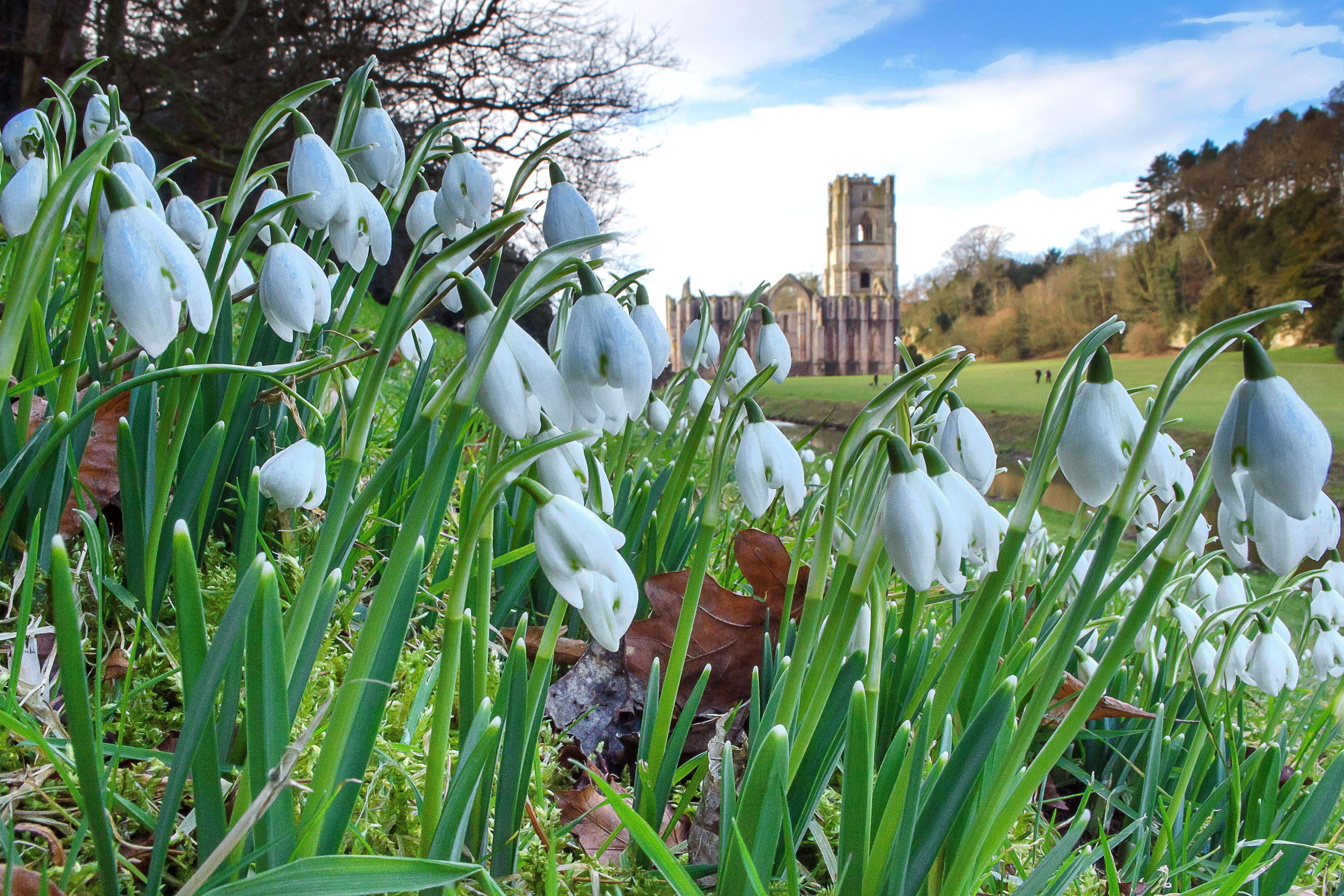 Snowdrops at Fountains Abbey, North Yorkshire (Alamy/PA)