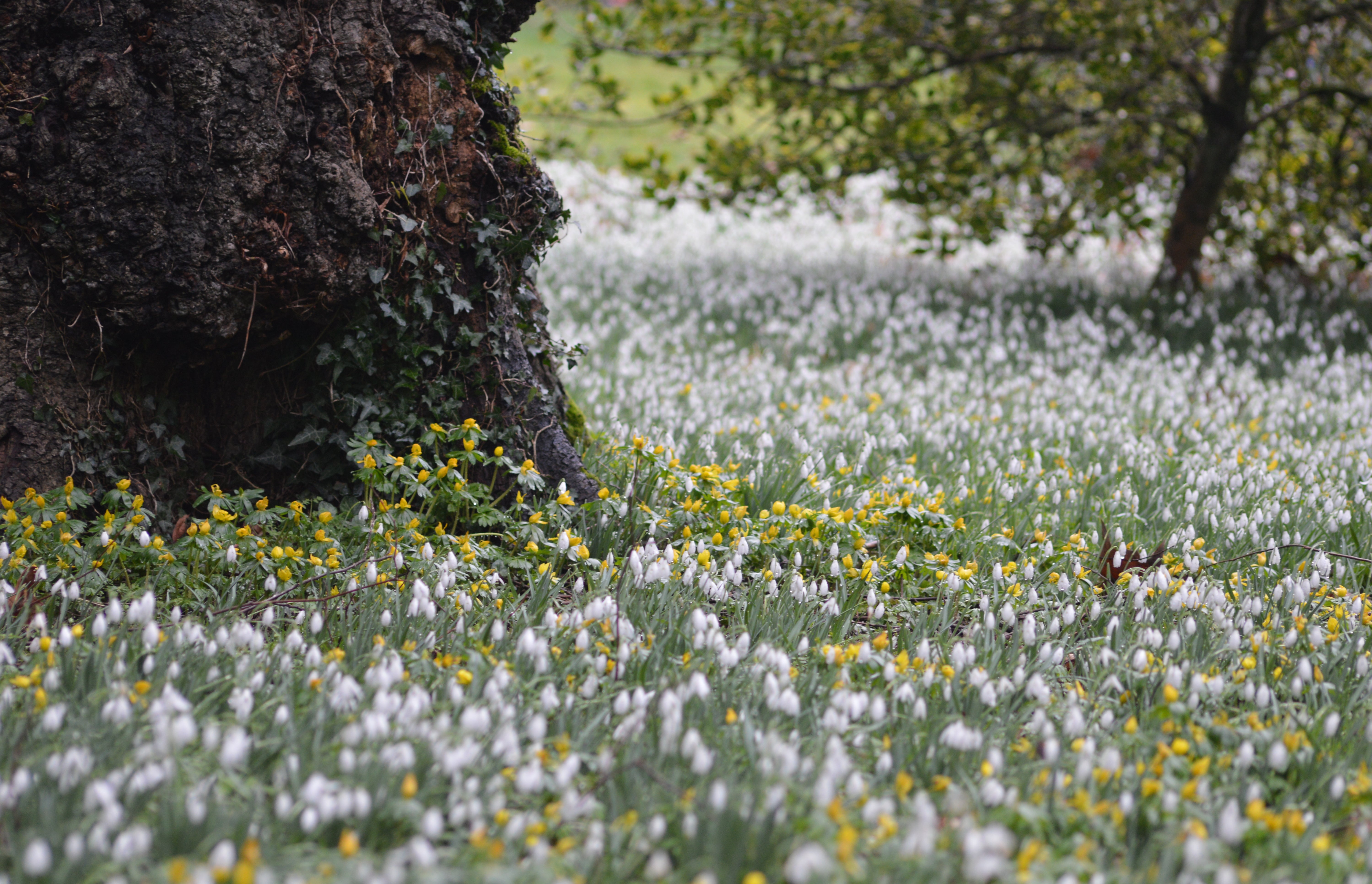 Snowdrops at Welford Park