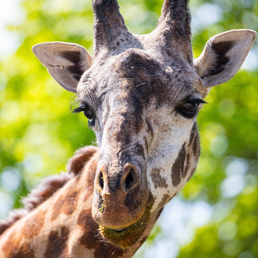 Kiko was born at the Greenville Zoo in South Carolina before being moved to the Toronto Zoo in Ontario, Canada