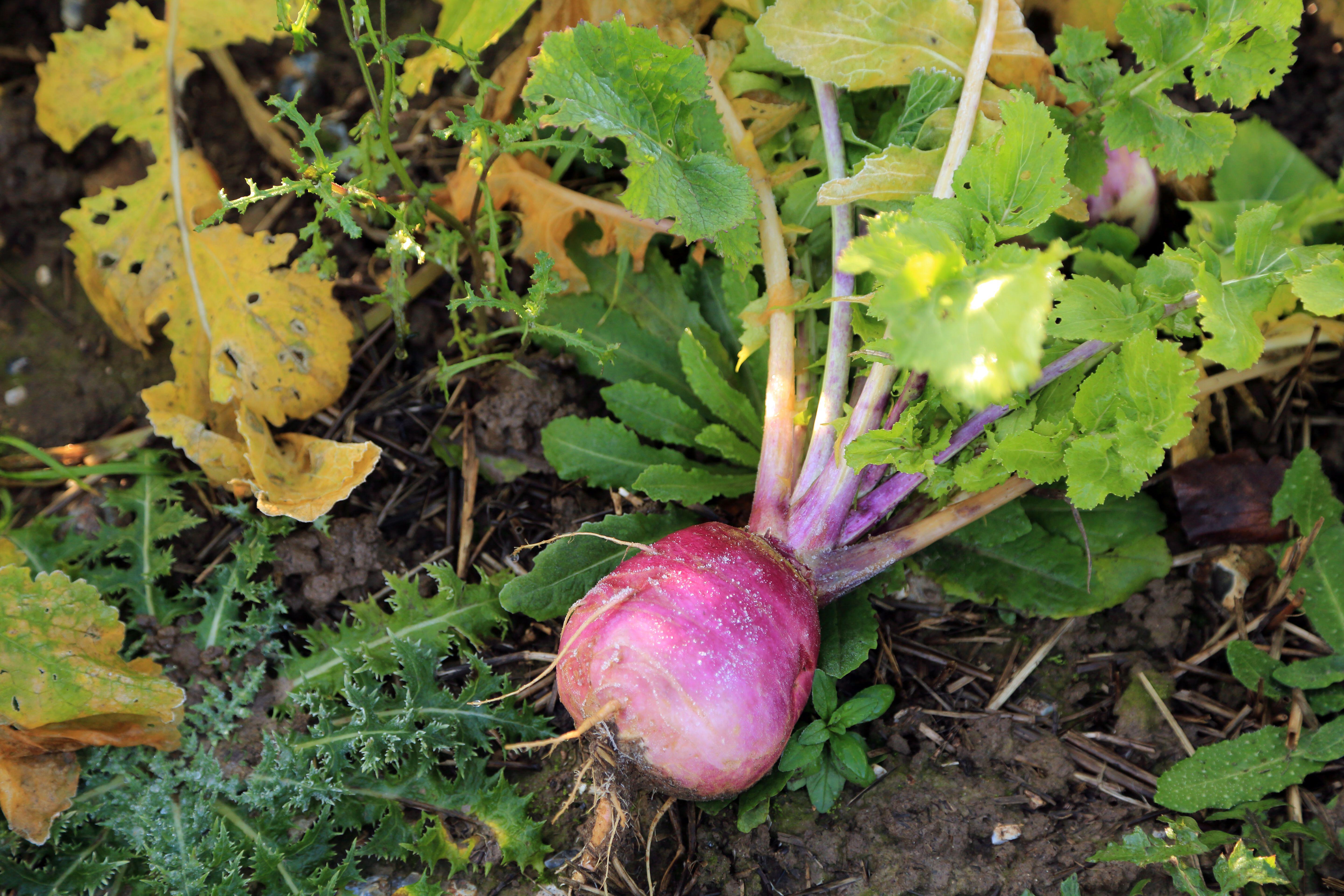 Harvesting at the right time is key - turnips that have grown too large will become woody in taste