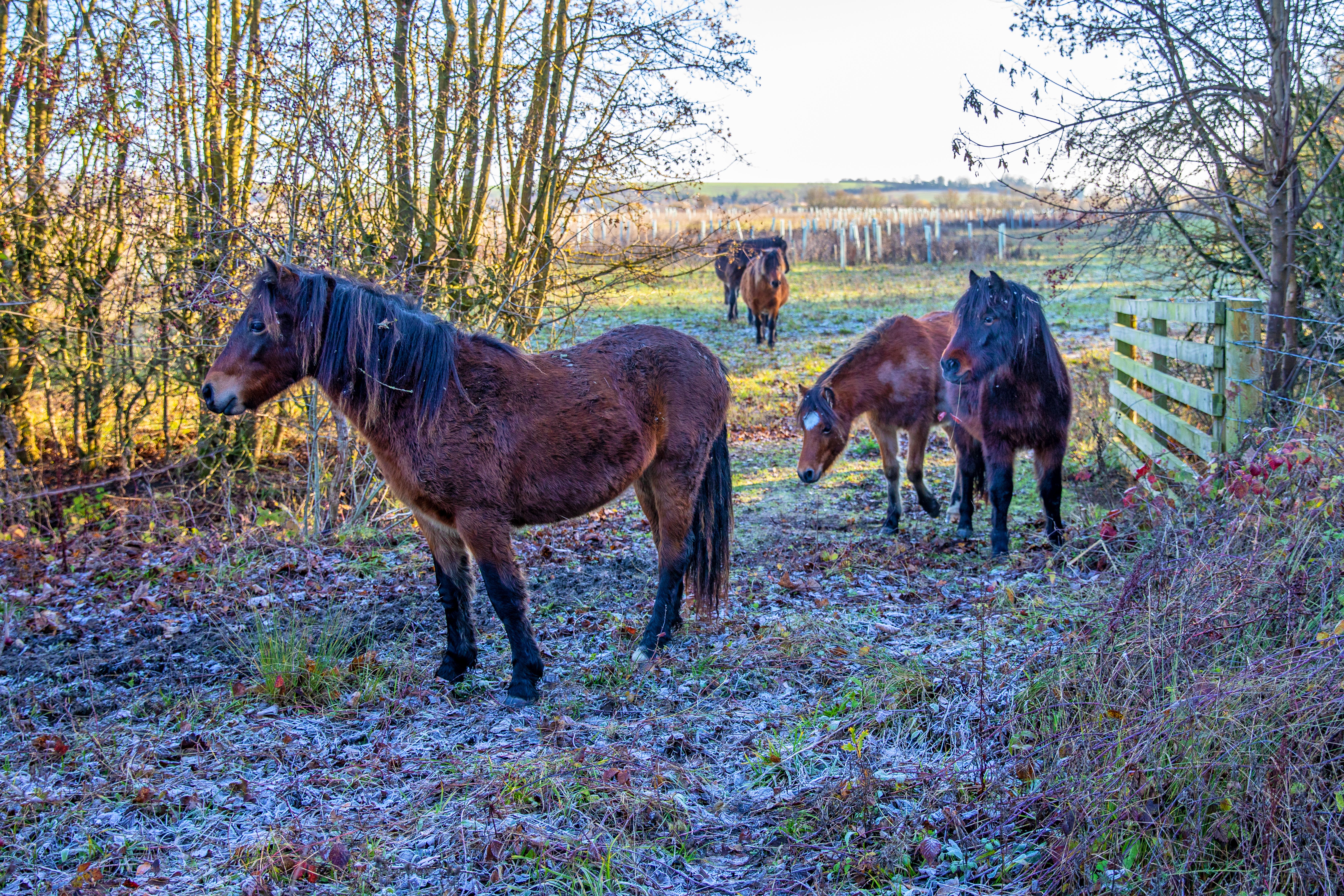 Dartmoor ponies playing a key role in Wimpole Estate’s landscape restoration (Mike Selby/National Trust/PA)