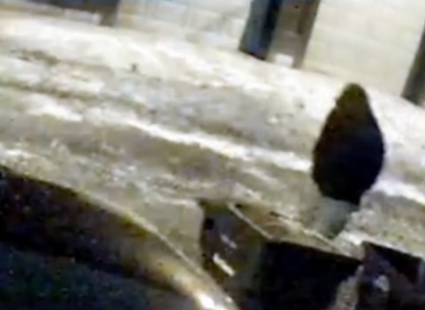 <p>Police have revealed security footage of a hooded person of interest in the murder of a dentist and his wife</p>