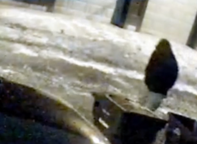 <p>Police have revealed security footage of a hooded person of interest in the murder of a dentist and his wife</p>