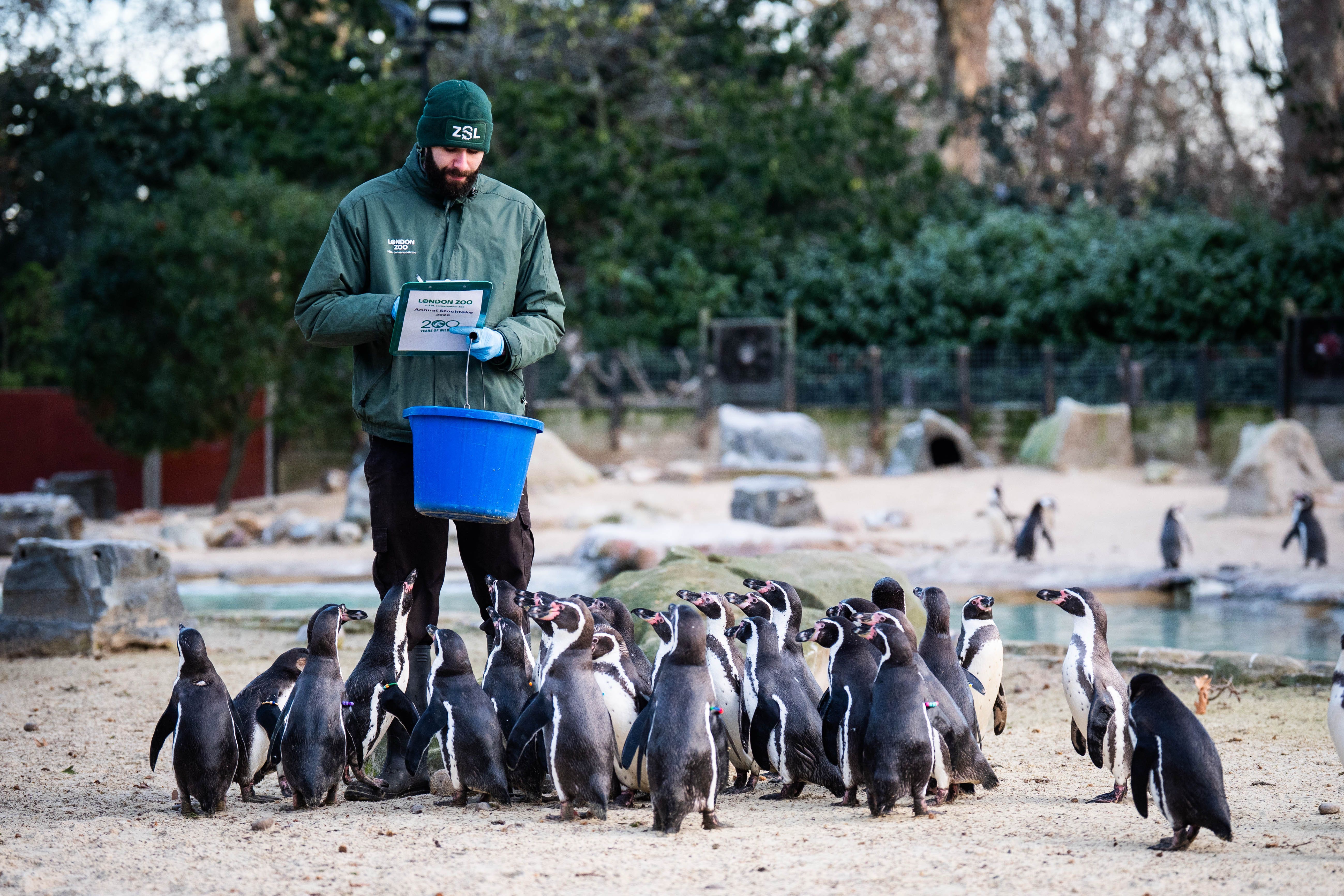 A zoo keeper counts penguins during the annual stocktake at ZSL London Zoo in central London (James Manning/PA)