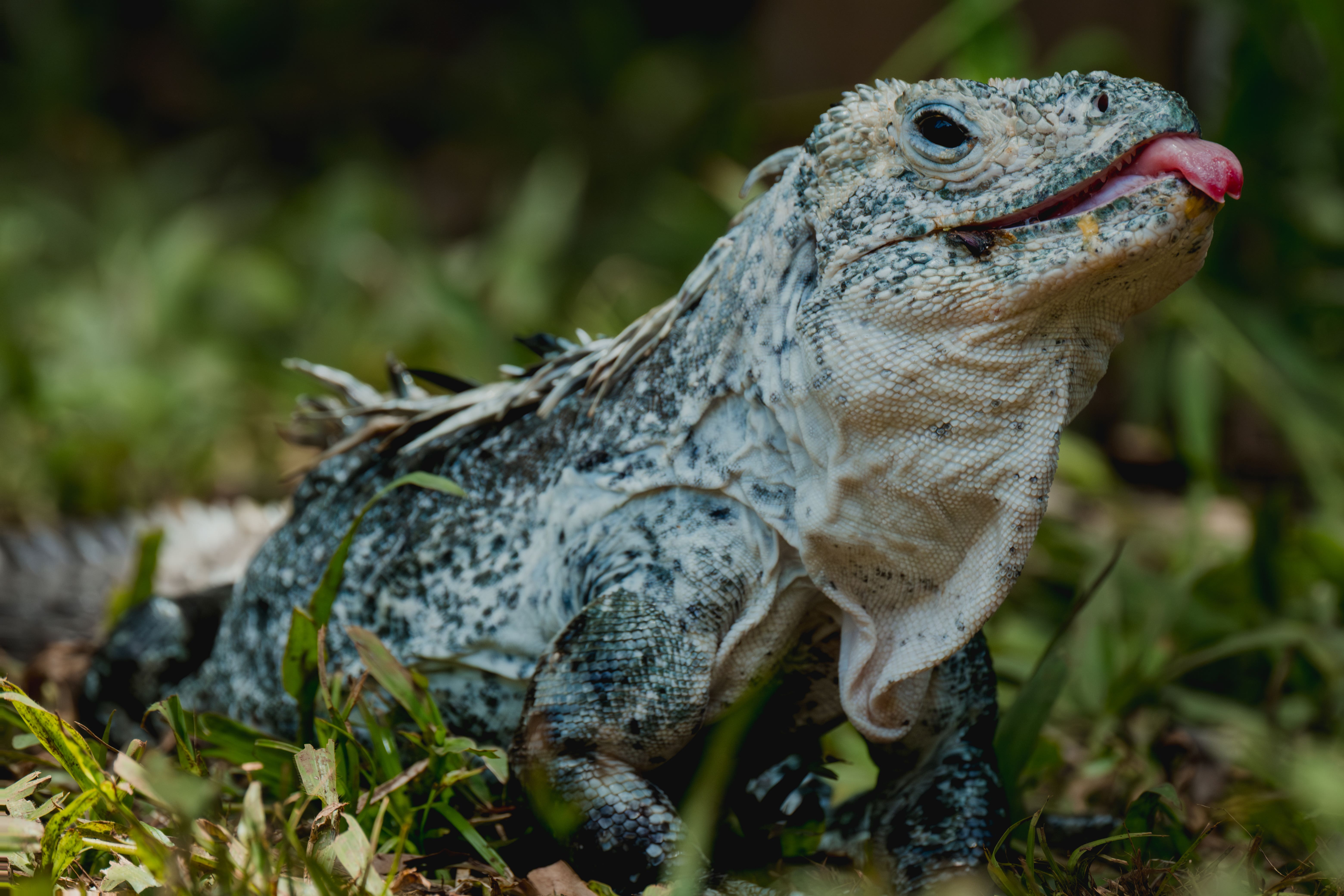 An Utila spiny-tailed iguana (Nahun Rodriguez/Fauna & Flora/PA)