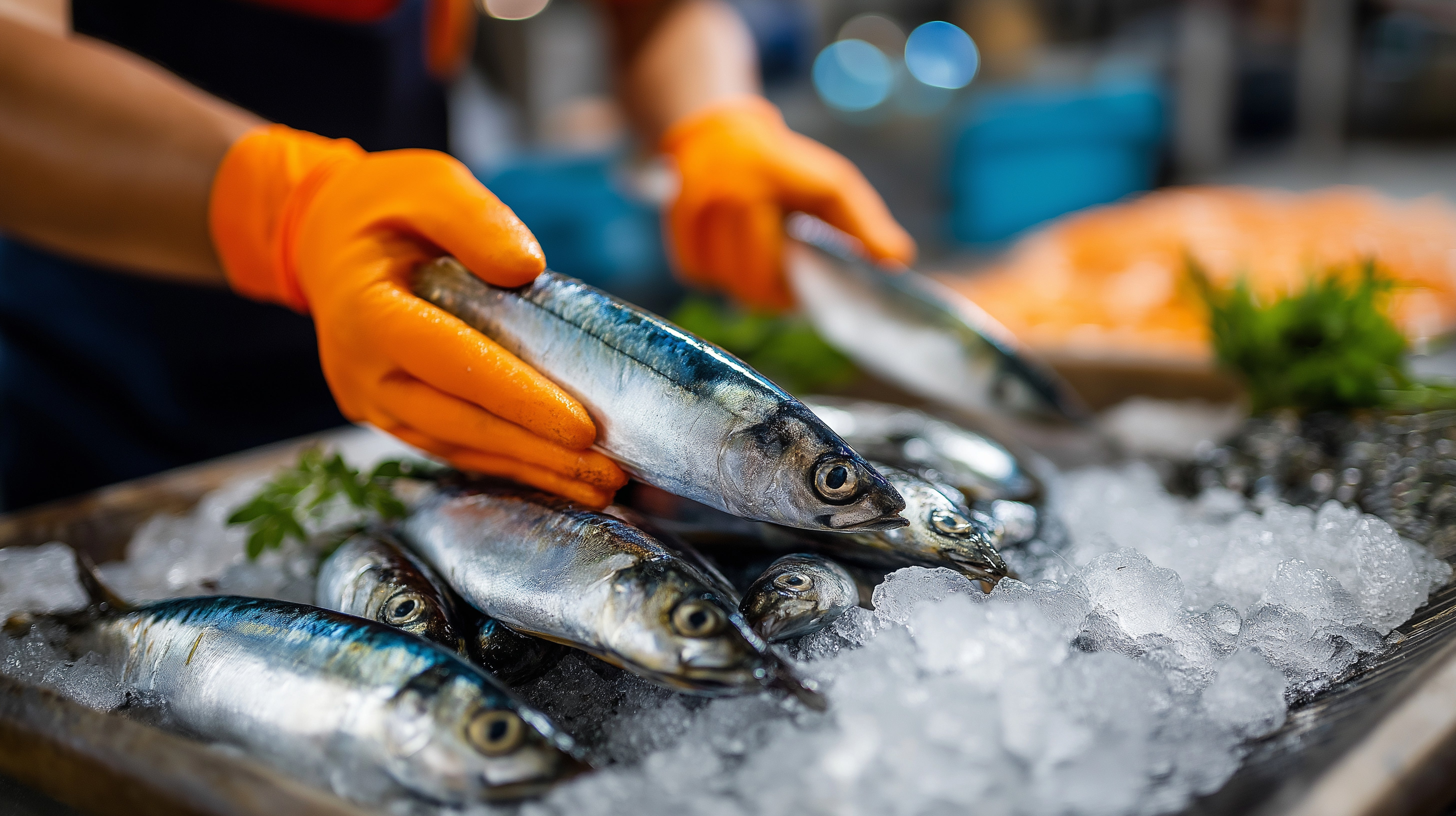 Moroccos has banned frozen sardine exports