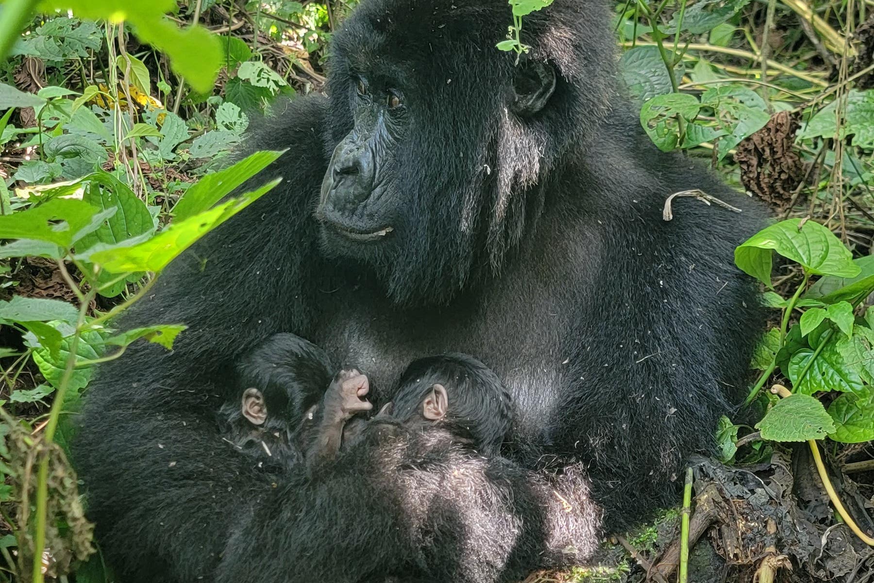 The twin boy gorillas have been born to mother Mafuko in Virunga National Park (Virunga National Park/PA)