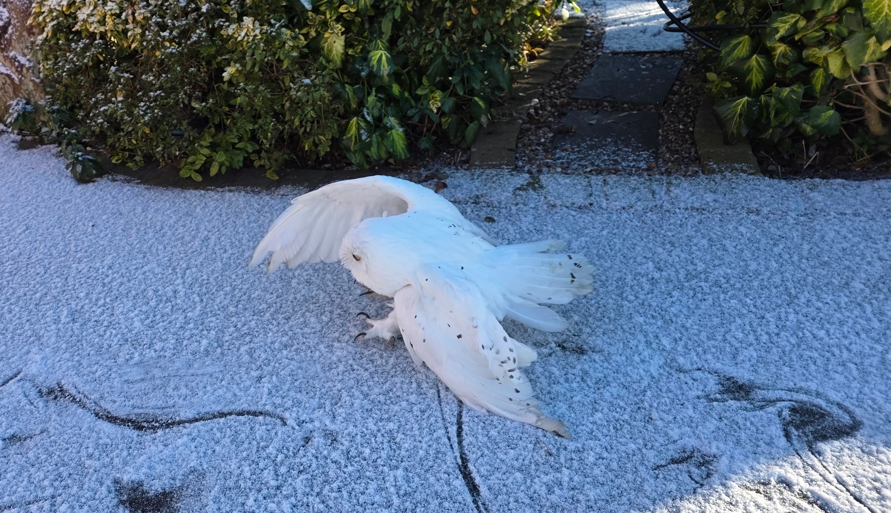 <p>A domestic owl tests the idea of tundra and returns to the warmth of the kitchen  </p>