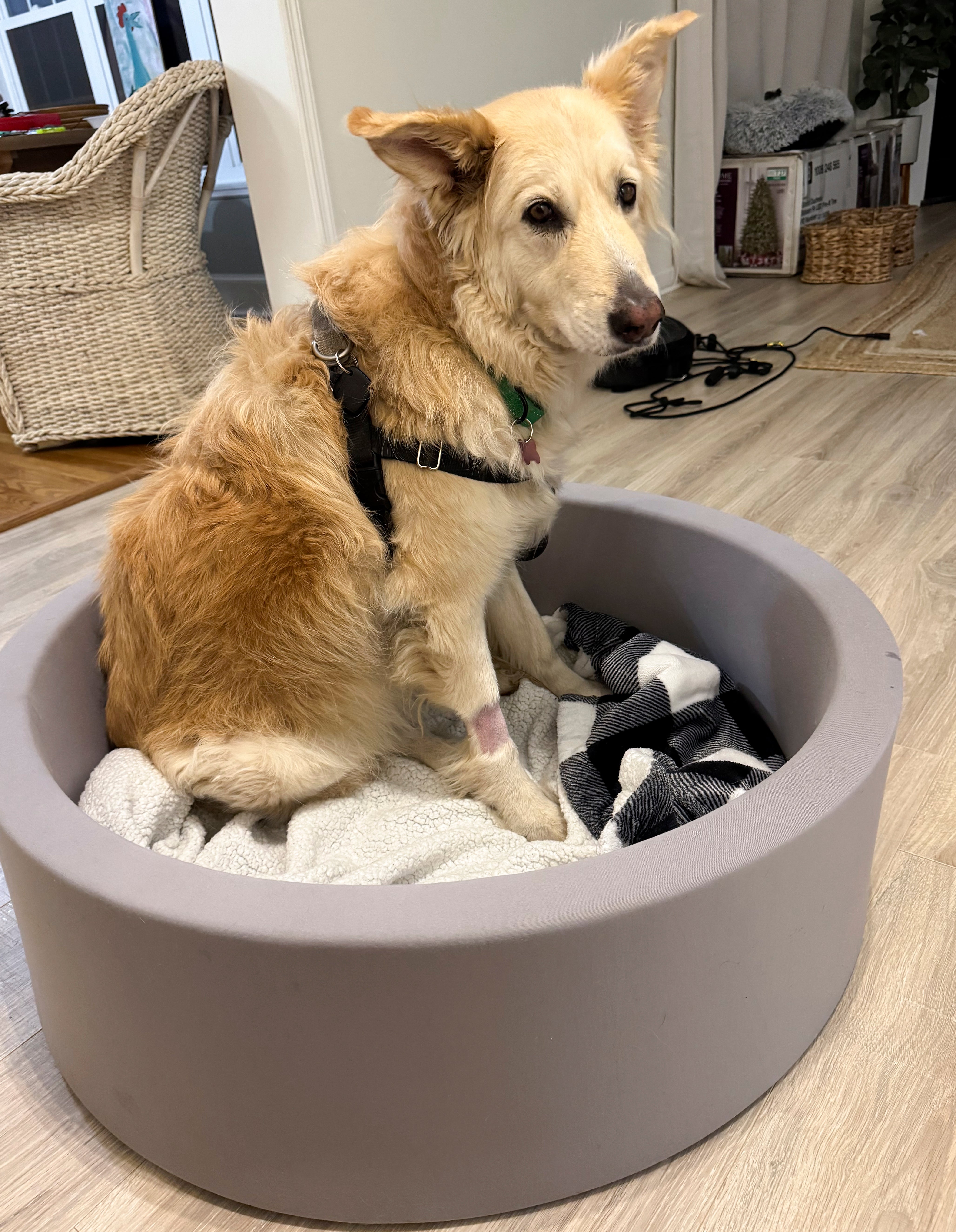 Escaped Dog-Drone Rescue