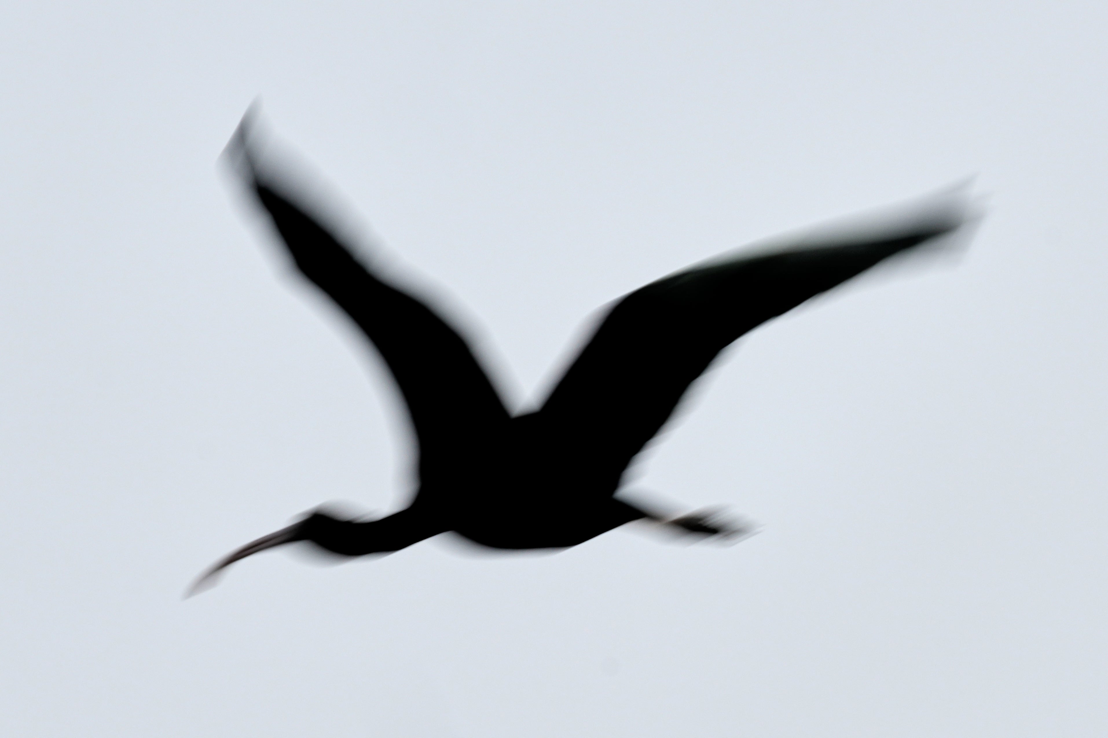 India Migratory Birds