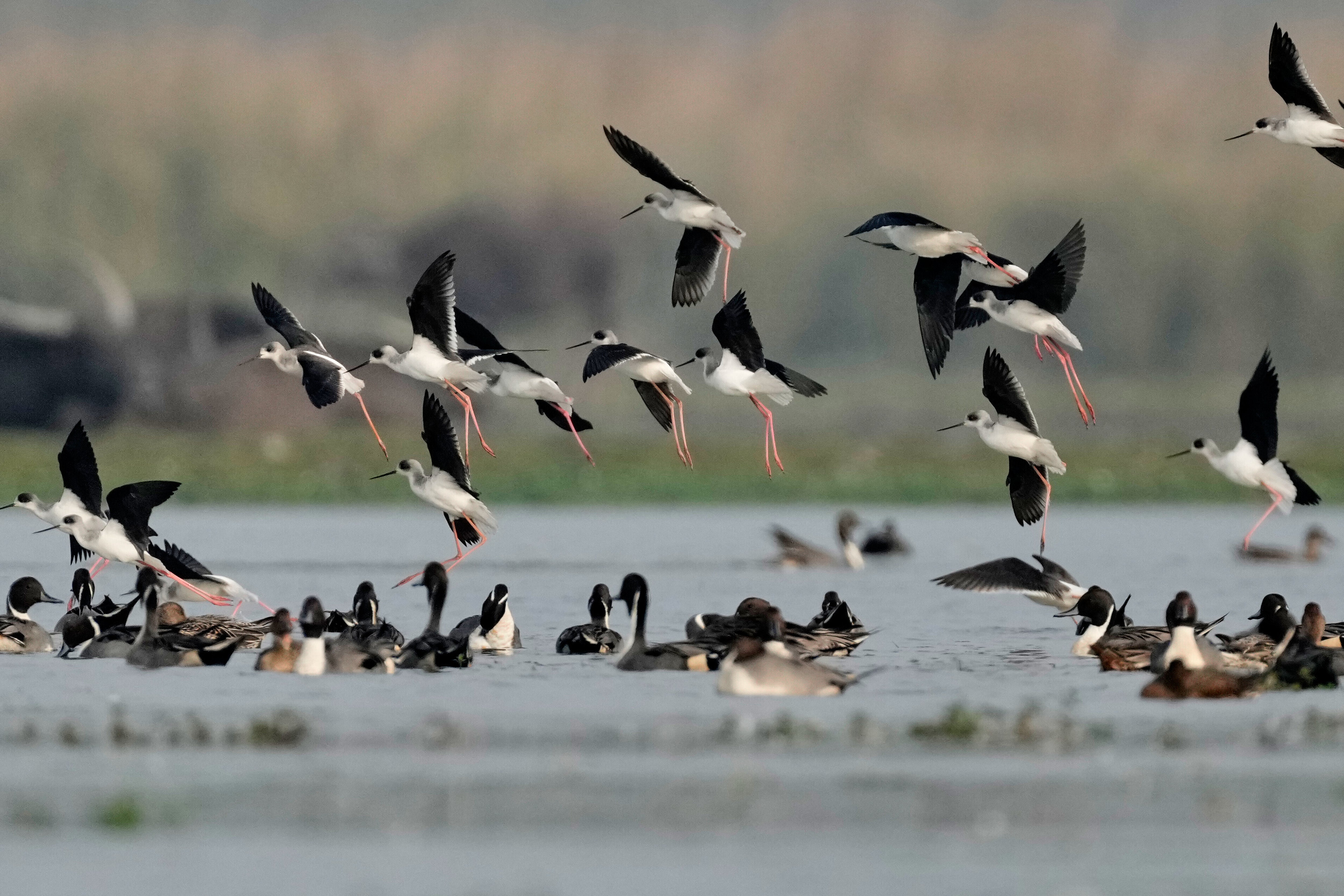 India Migratory Birds