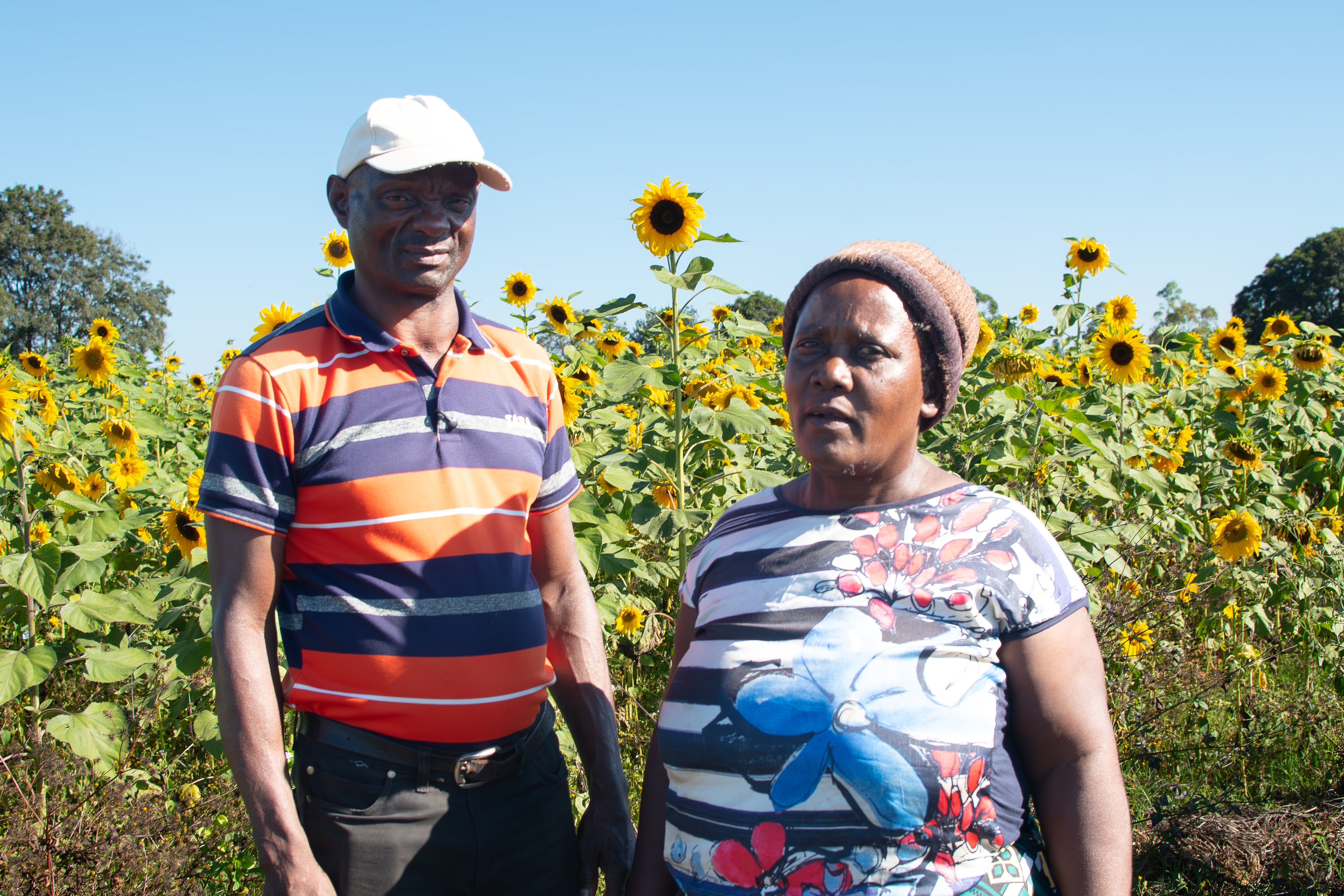 Mr and Mrs Chiwa stand in a sunflower field at their land reform area farm, in an image captured during fieldwork by the Institute of Development Studies