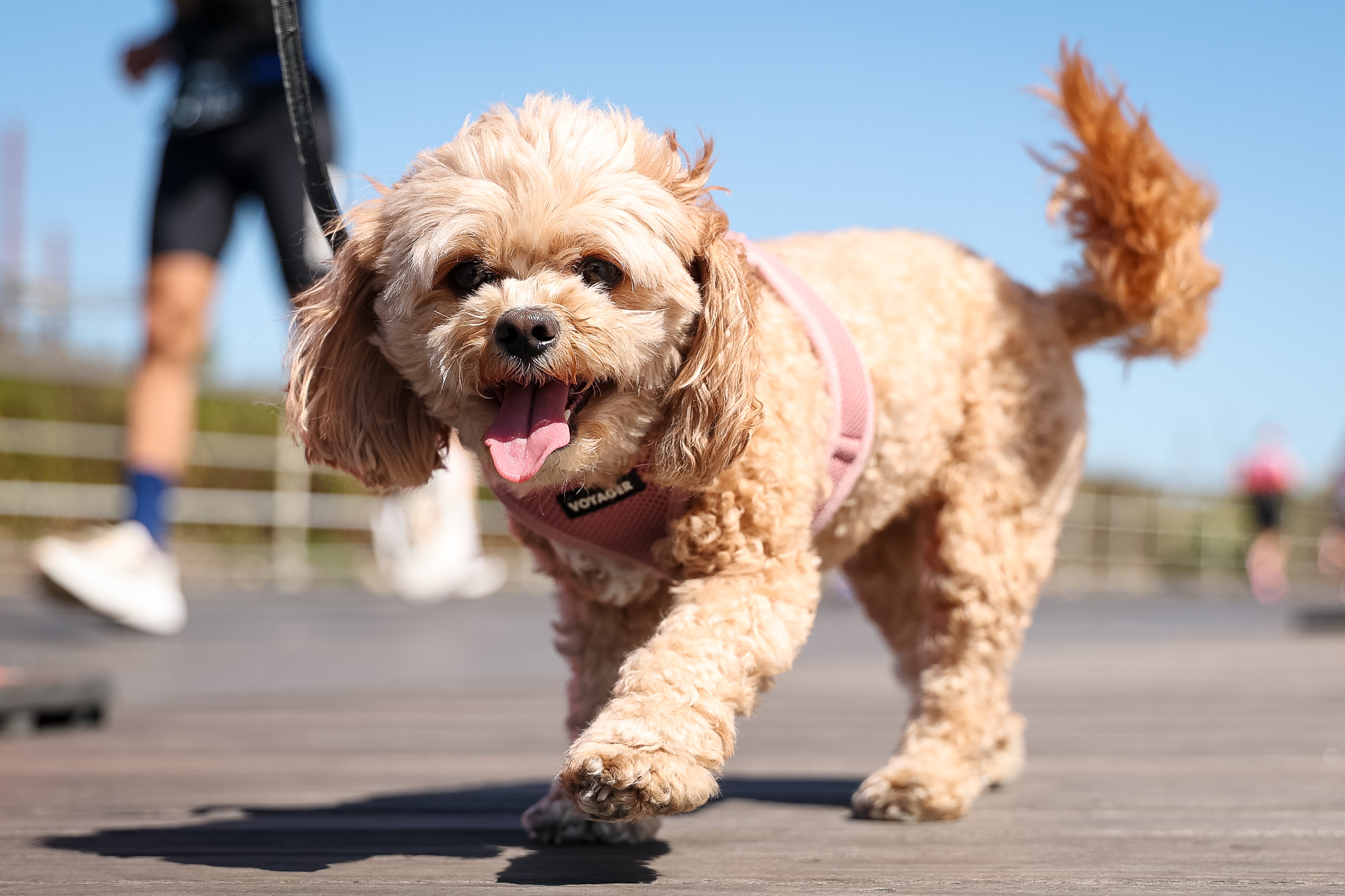 Previous research has shown dogs know words for behaviors, as well
