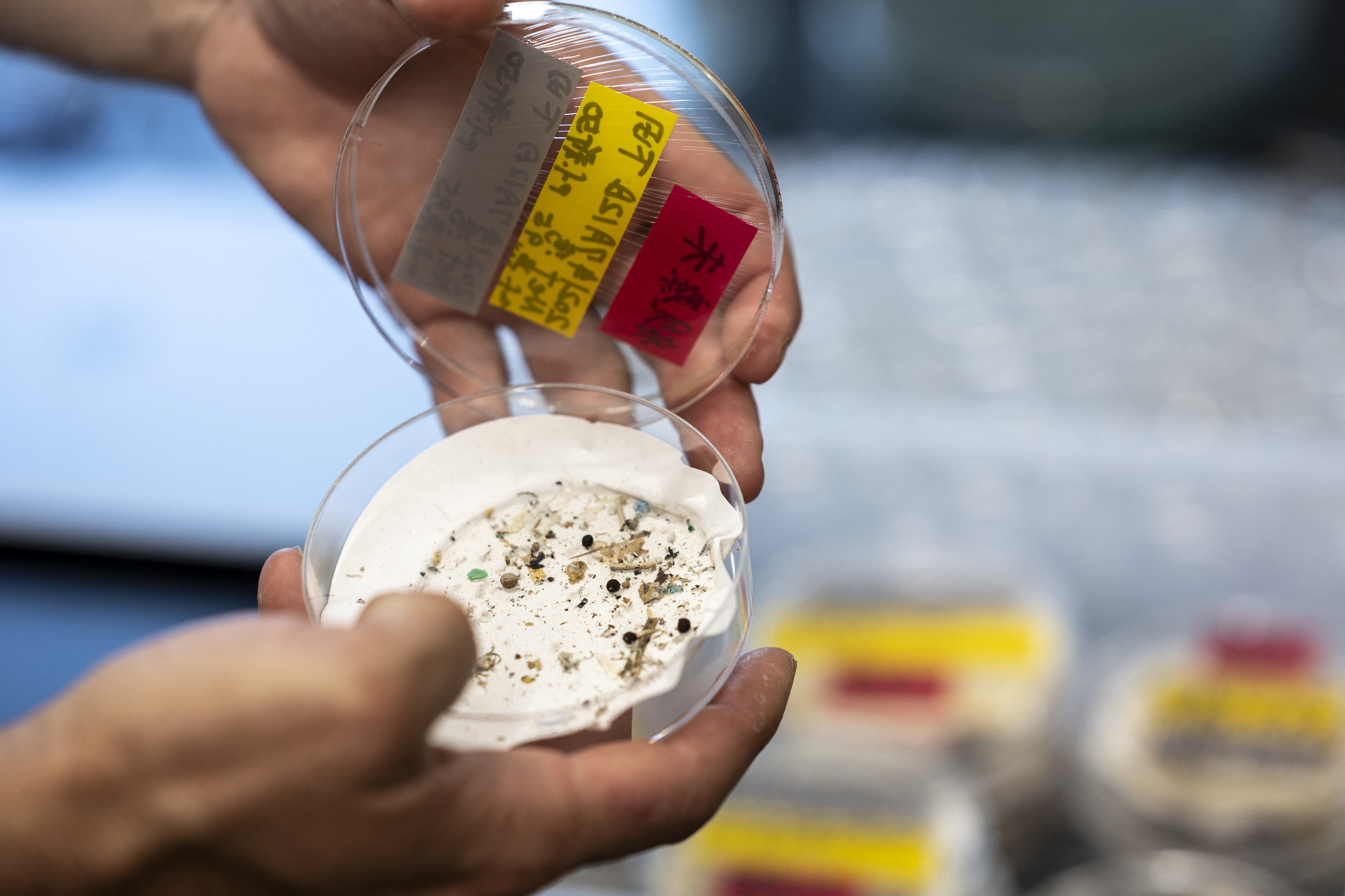 Microplastics in sediment samples collected by a grab machine in the sea near Japan