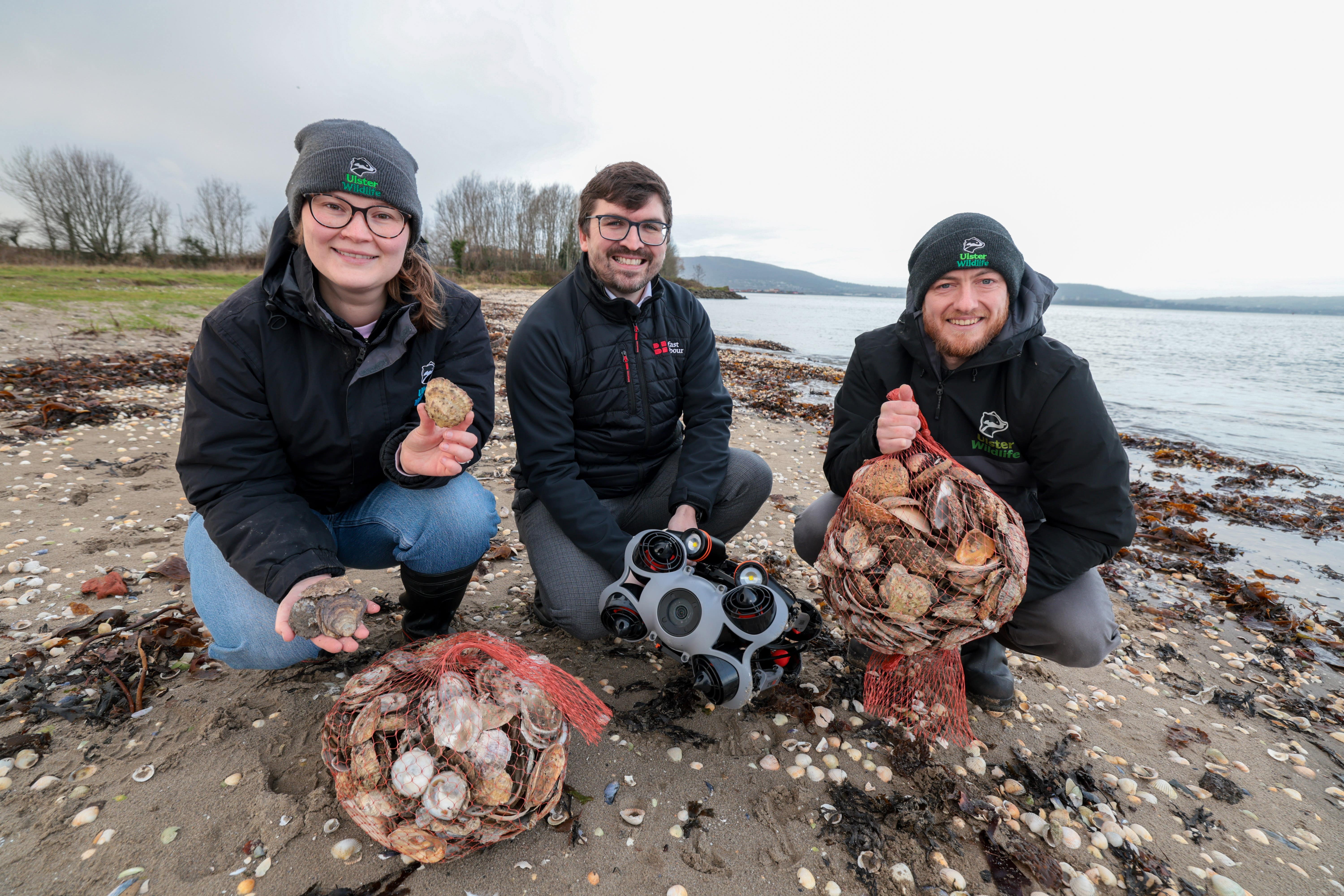 The European oyster population disappeared from Belfast Lough due to overfishing, pollution, and habitat loss.
