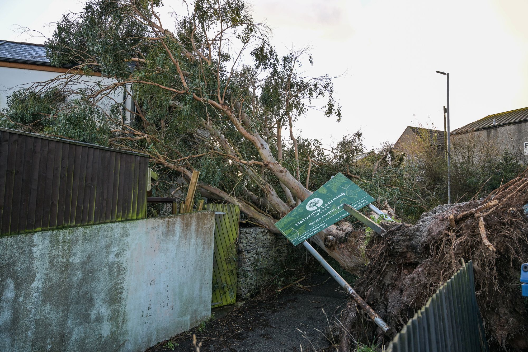 A fallen tree caused by Storm Goretti rests against a house in Falmouth