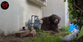 Huge 550lb bear living under man’s house finally evicted after months long ordeal