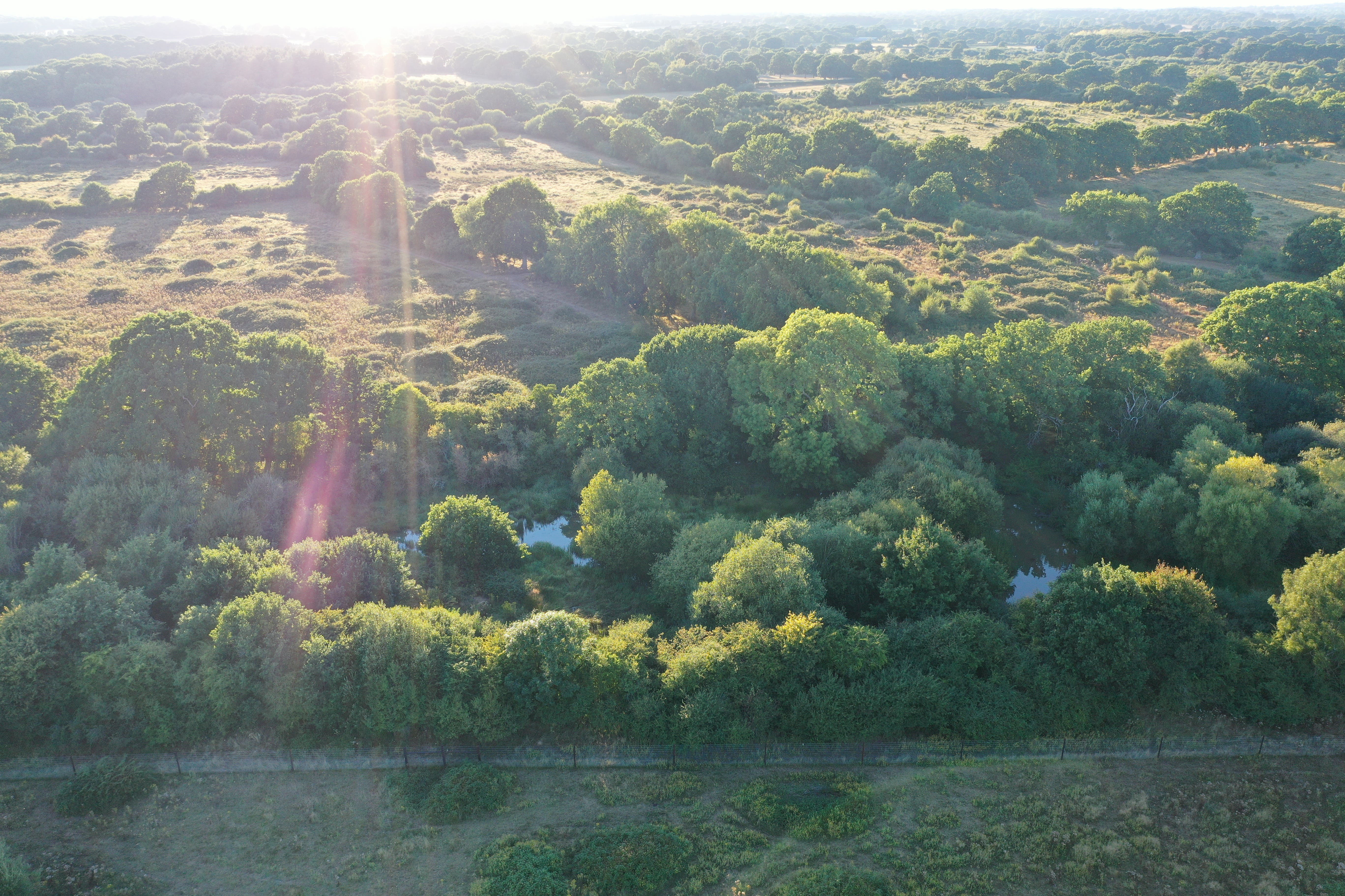 The flagship rewilding estate Knepp has seen a huge increase in wildlife abundance (Charlie Burrell/PA)