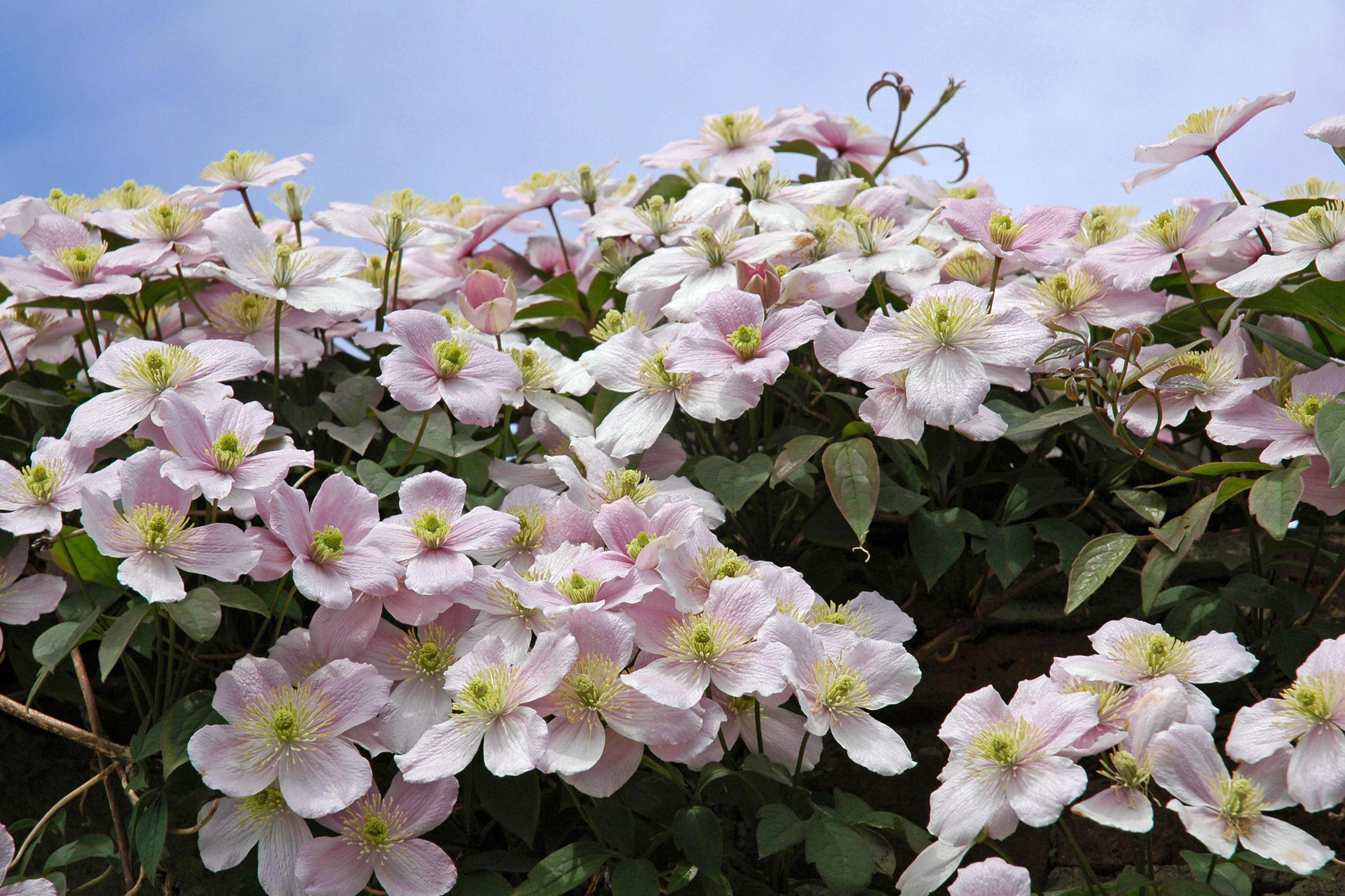 Clematis montana ‘Rubens’ (Alamy/PA)