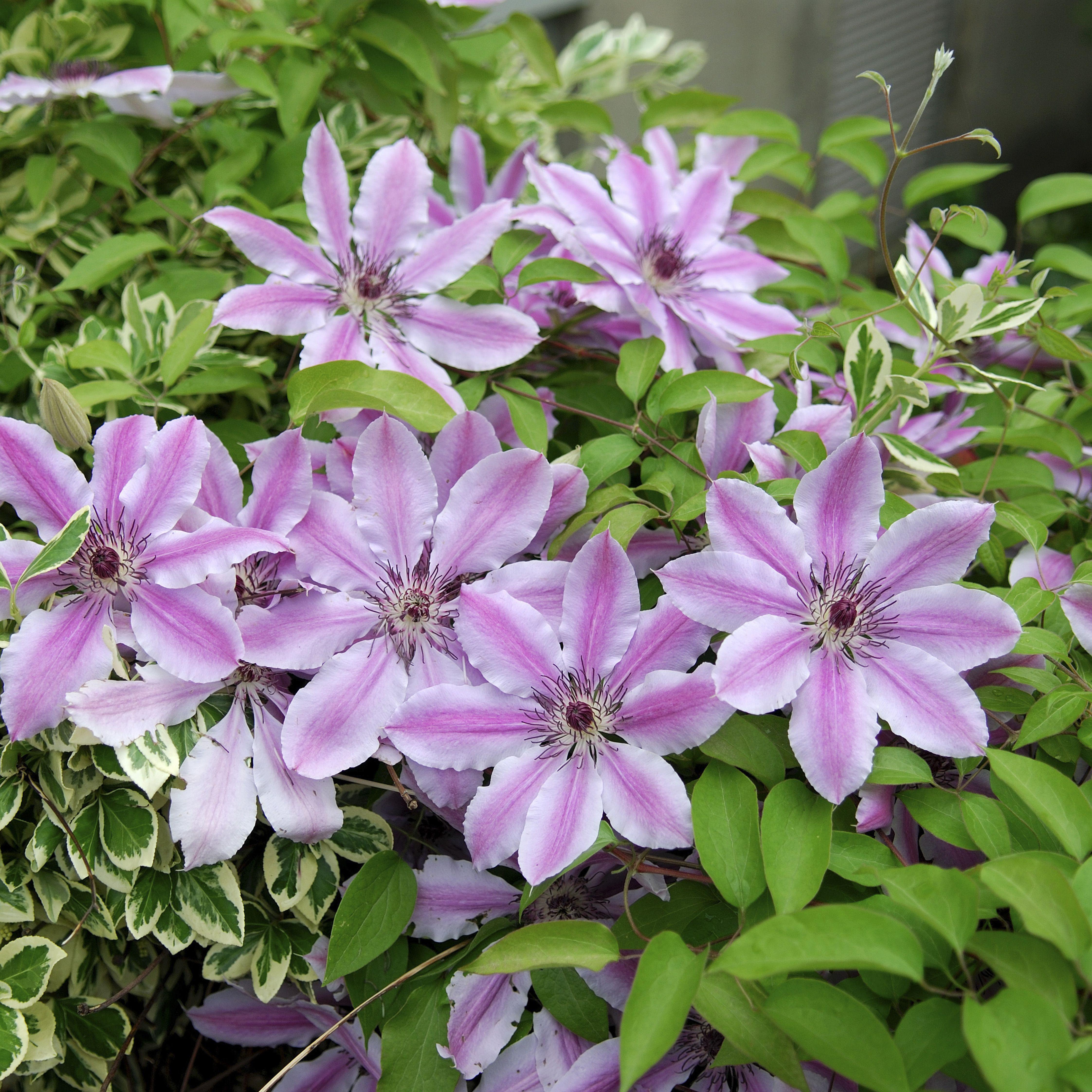 Clematis 'Nelly Moser'