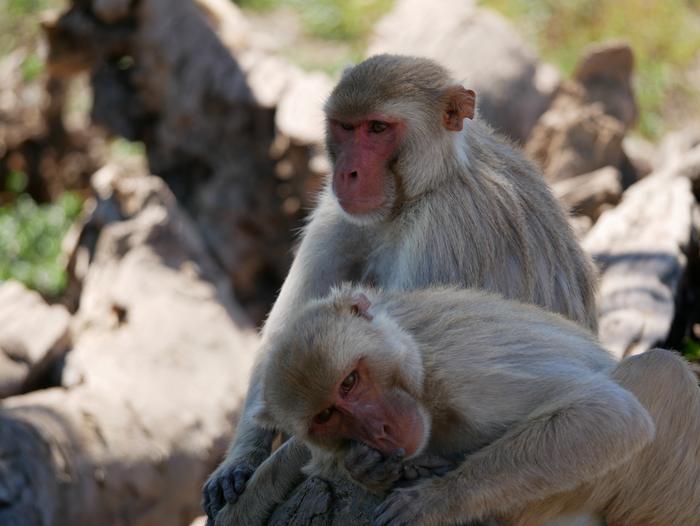 Macaques of Cayo Santiago
