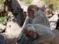 Study finds homosexuality surprisingly common among primates