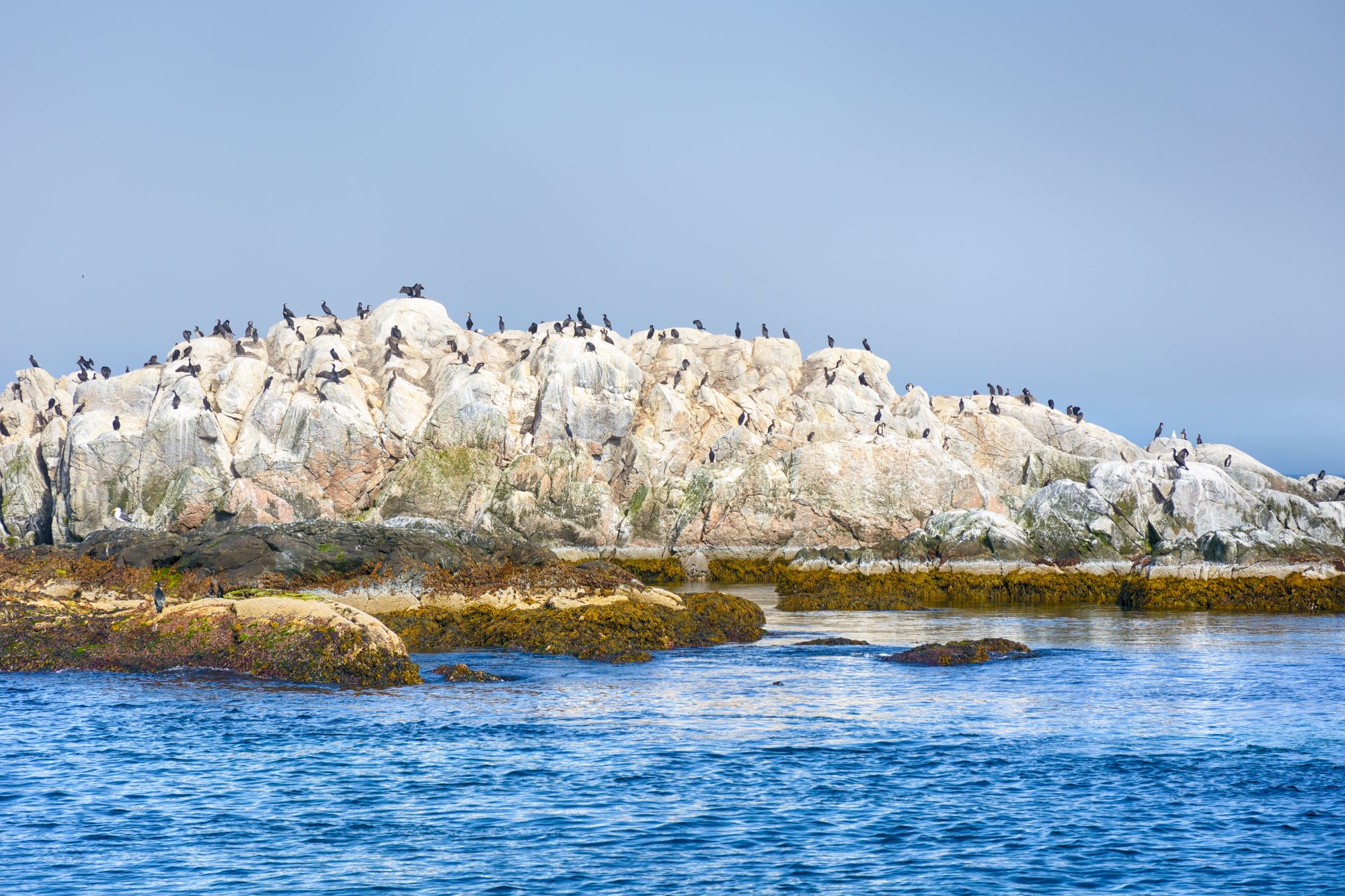 On the cliffs of the Gjesværstappan islands, you can spot clusters of puffins, kittiwakes, cormorants, razorbills and skuas