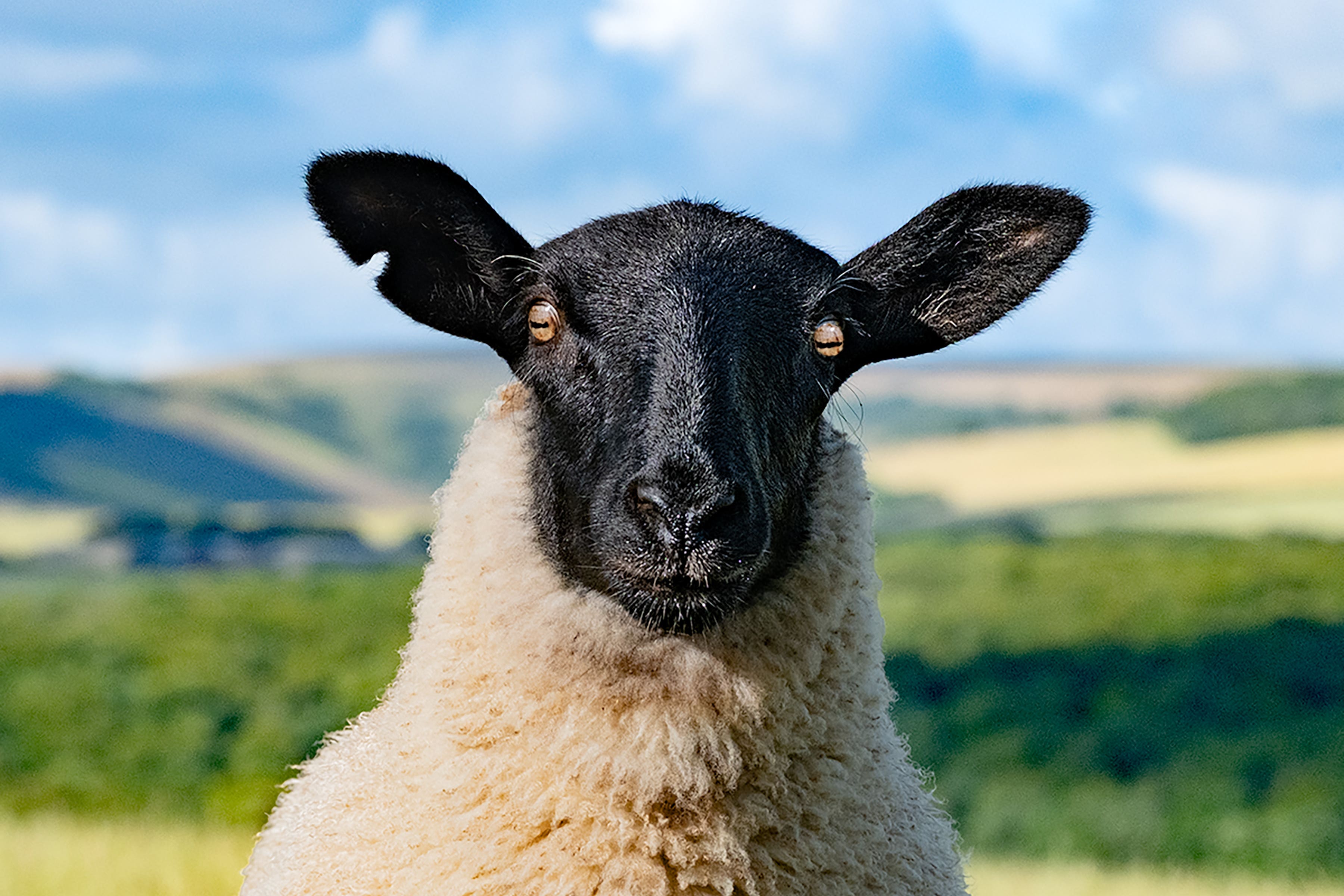 ‘Feeling Sheepish’ by Ian Cairns was highly commended in the South Downs National Park photo competition (Ian Cairns/PA)