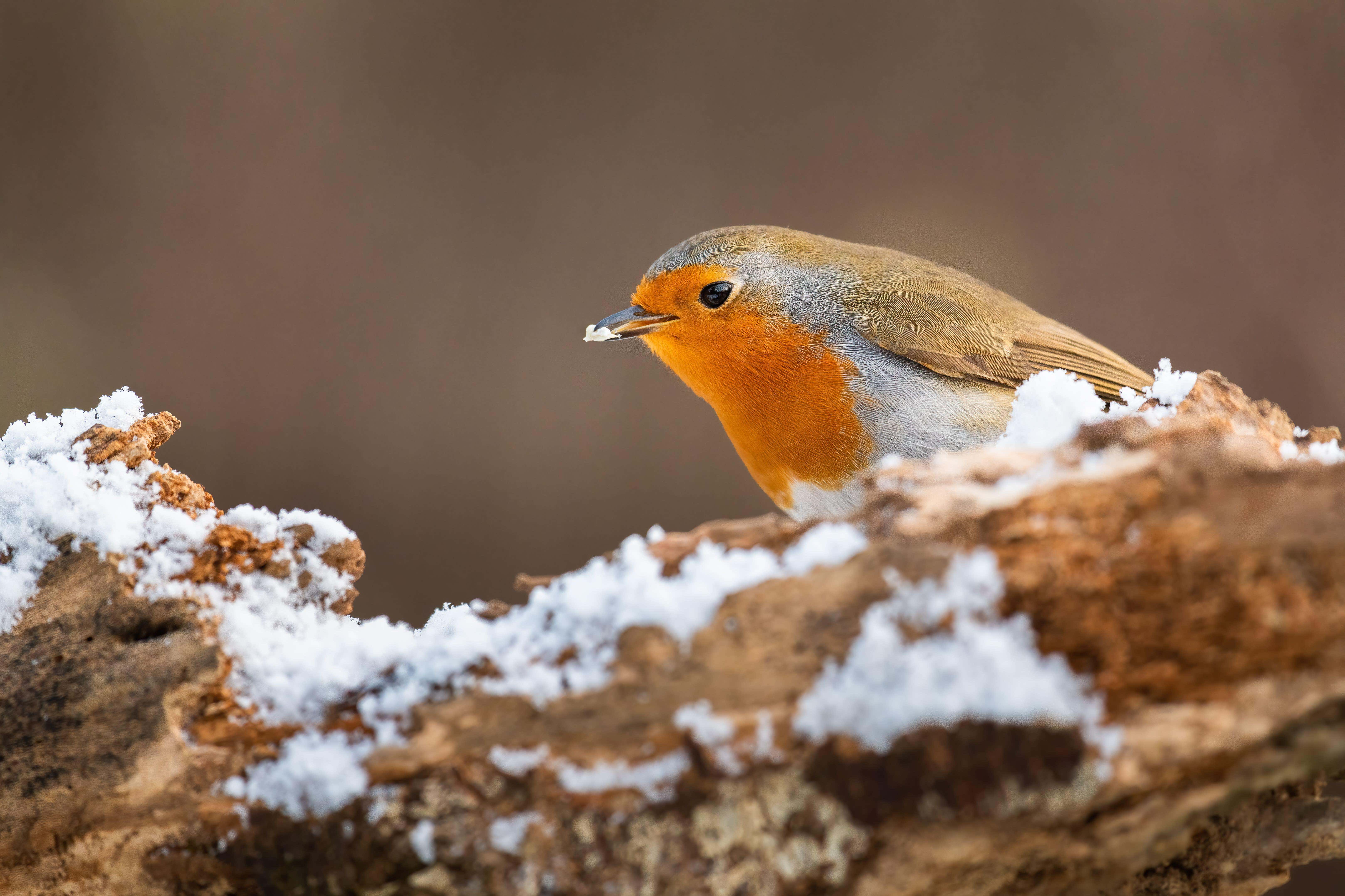 Wildlife plays an incredibly beneficial role to the garden (Alamy/PA)
