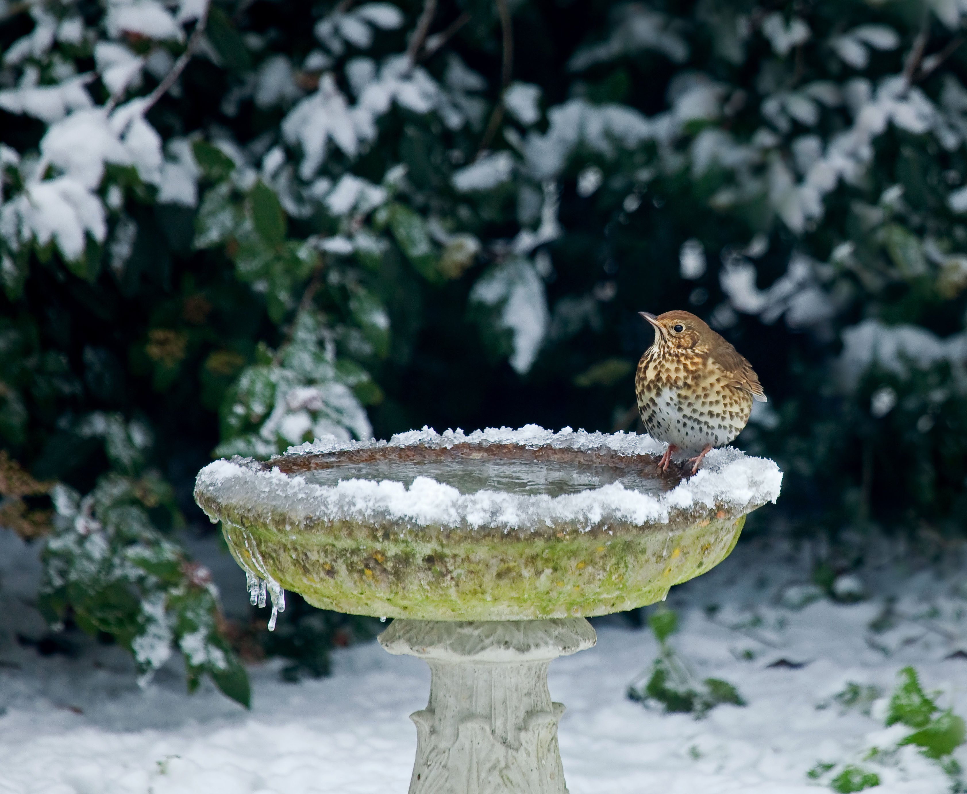 De-icing your bird baths can help wildlife in the cooler months