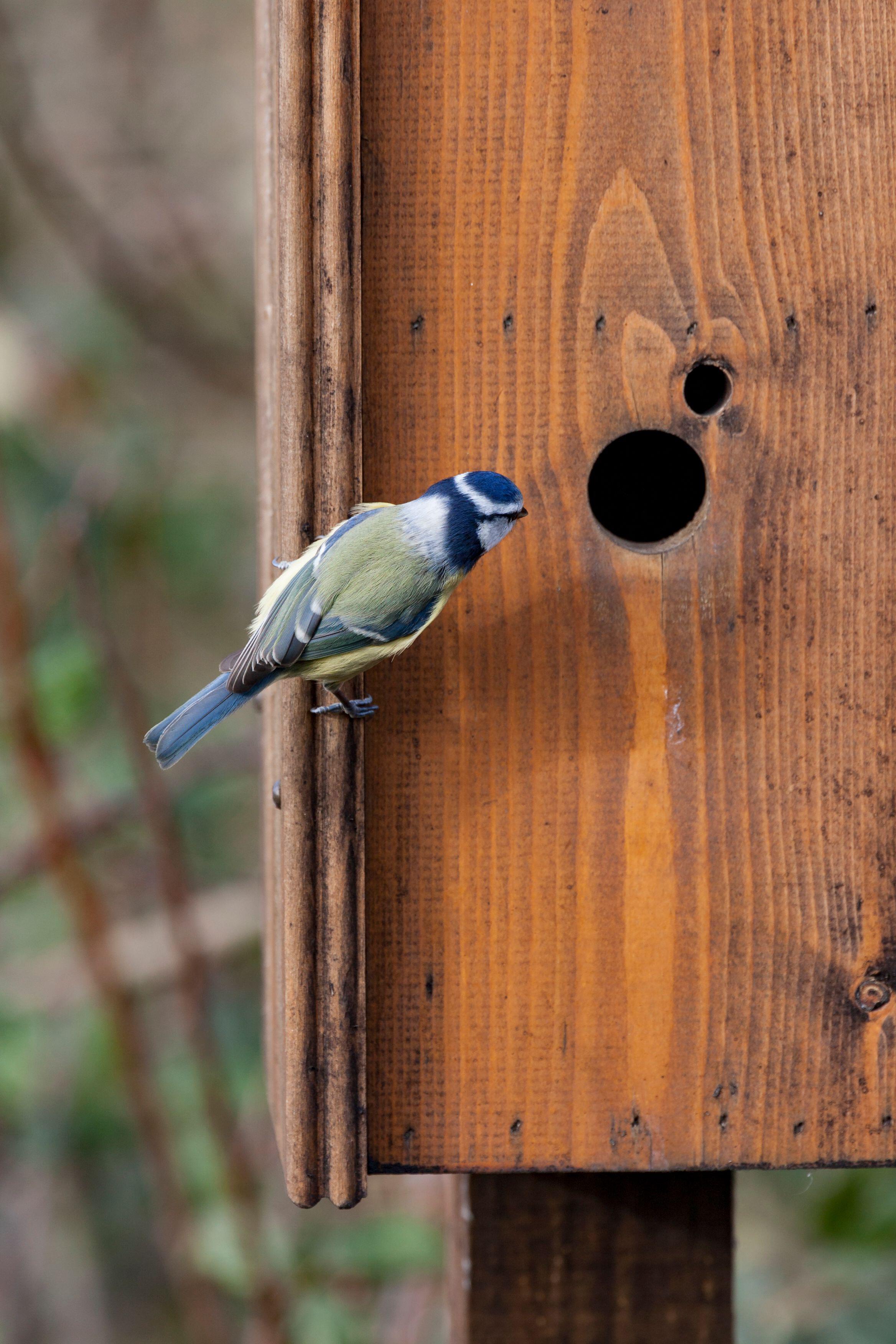 Winter is the time to put up nest boxes