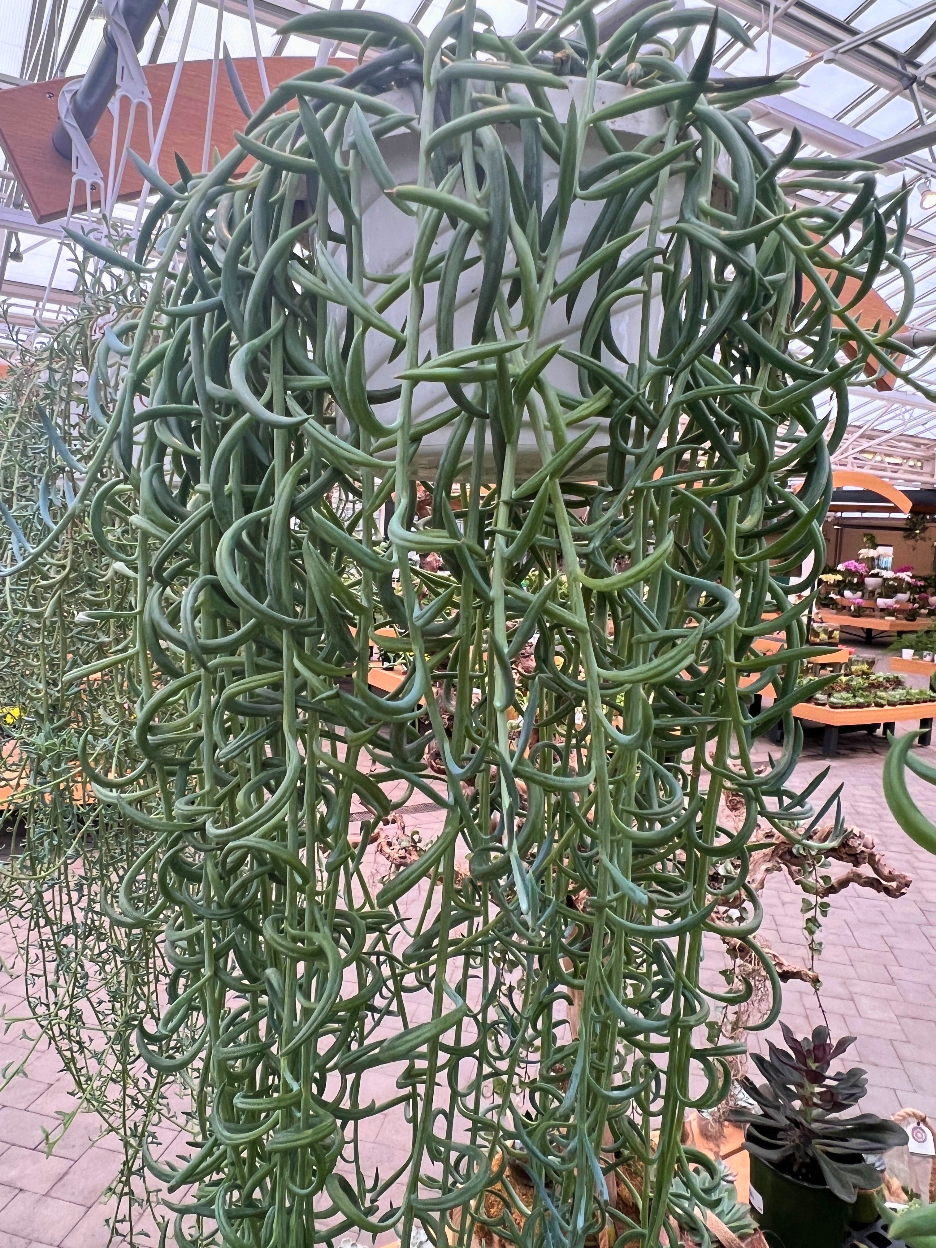 A string of dolphins plant
