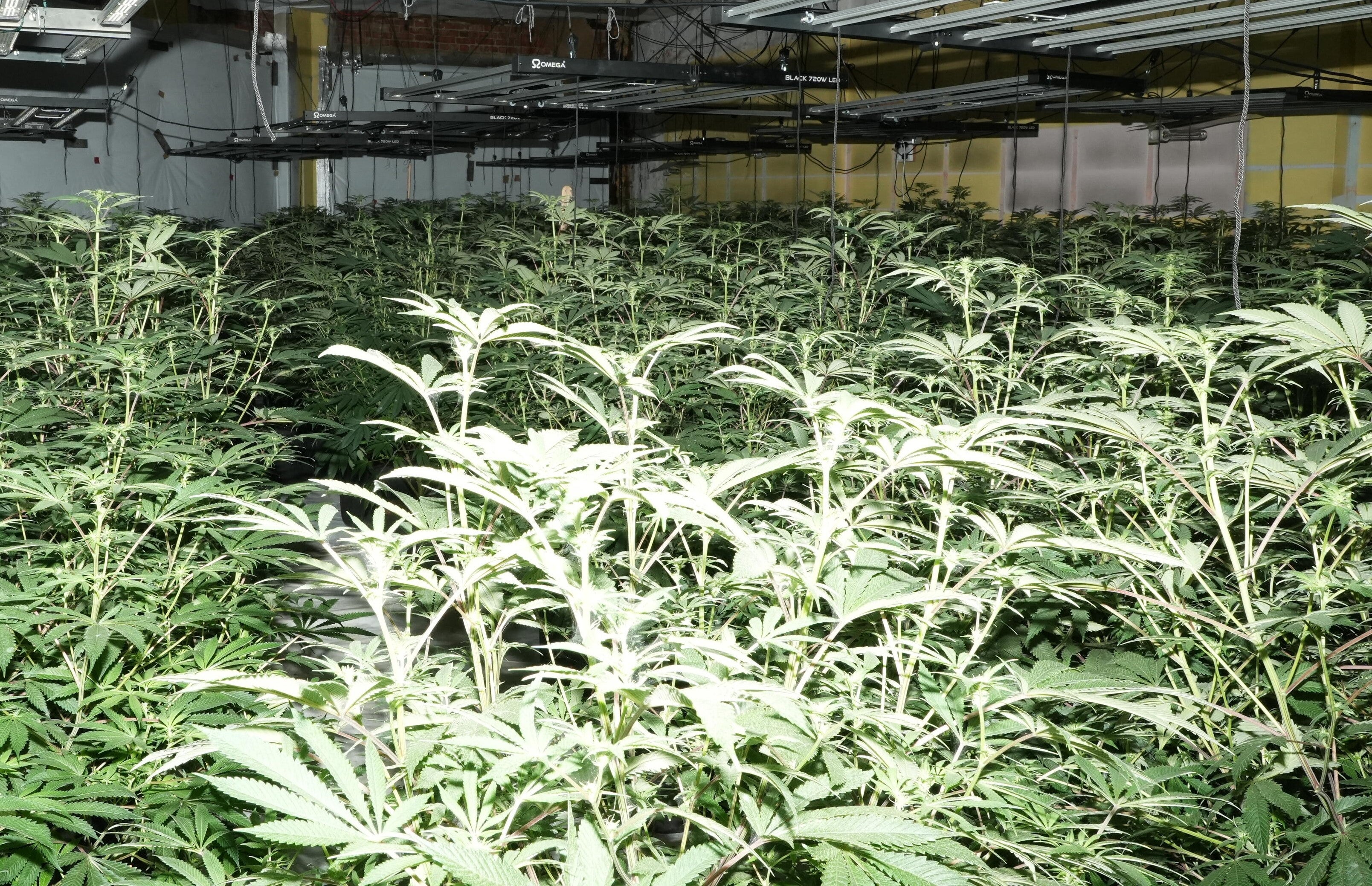 The cannabis factory that was found inside the former U Need Us store in Portsmouth