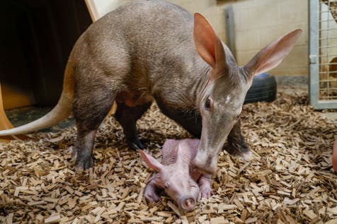 <p>An aardvark calf and its mother, named Karanga, at the Nashville Zoo</p>