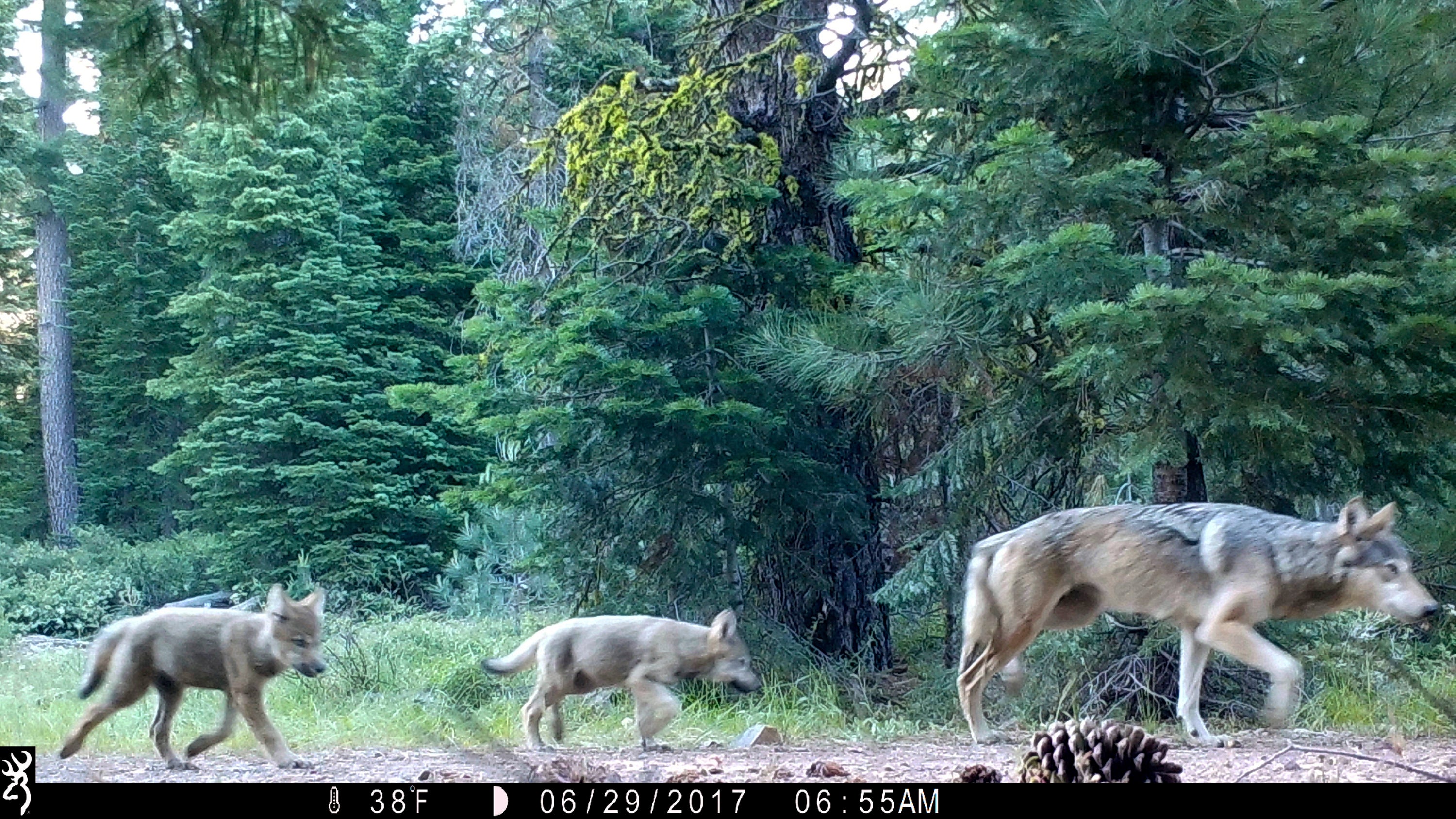 California Gray Wolves