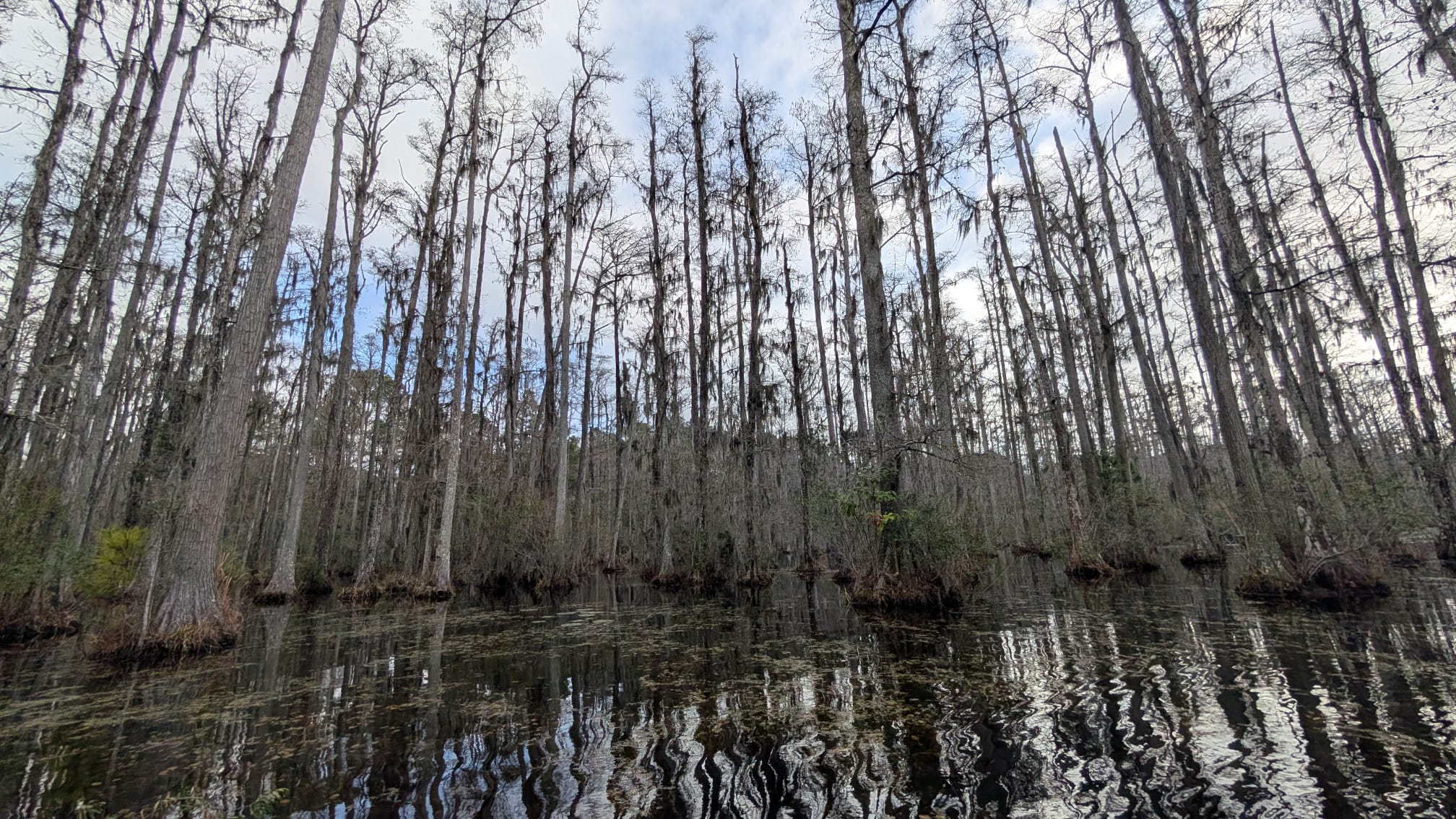 Take a self-guided rowboat tour through the blackwater swamps of Cypress Gardens, which are still stunning in the winter months